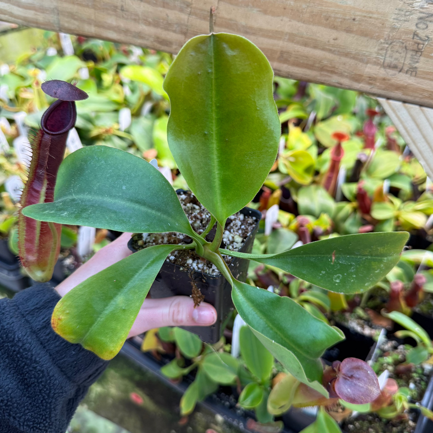 Nepenthes naga x gymnamphora, CAR-0586