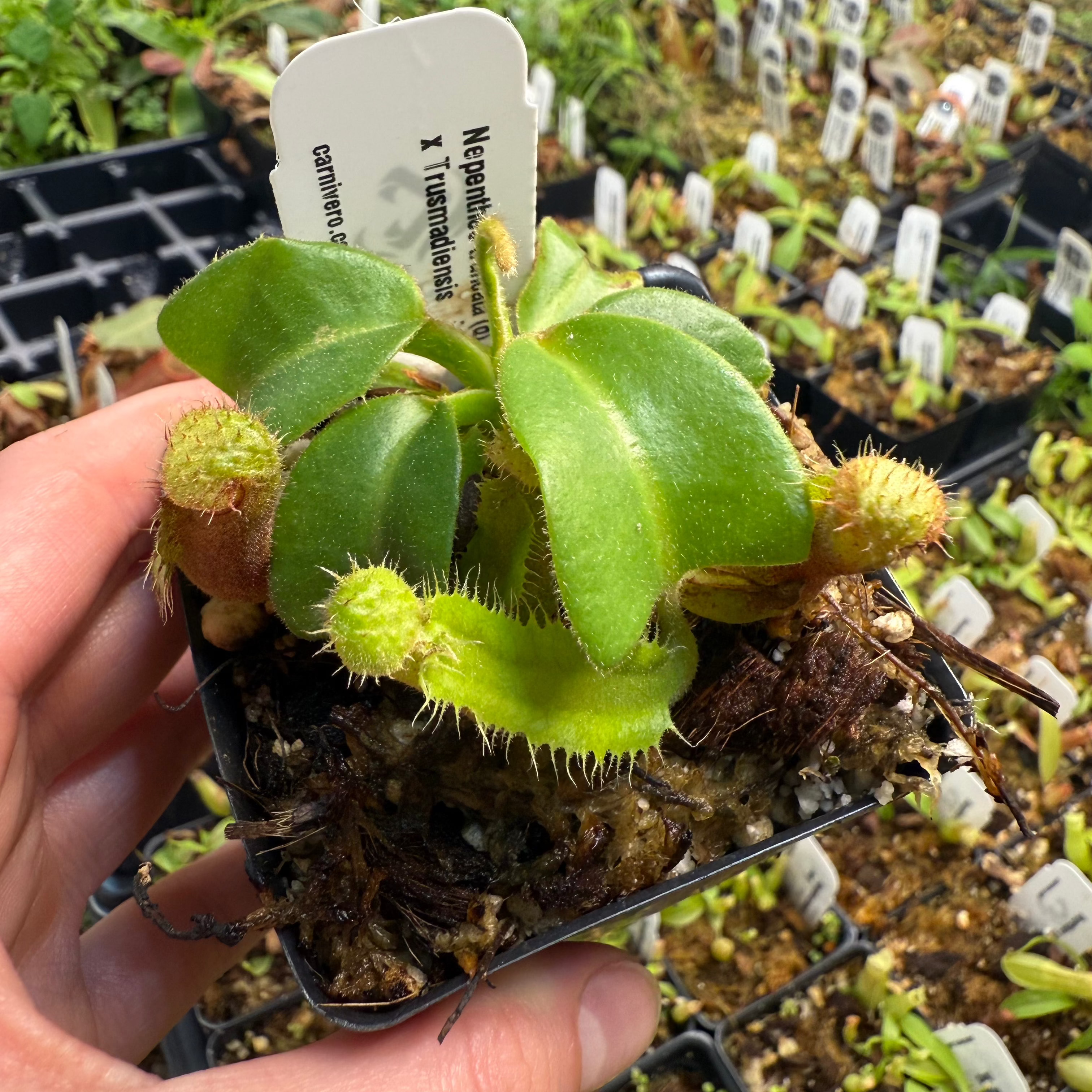 Nepenthes truncata (d) x trusmadiensis, CAR-0692 – Carnivero