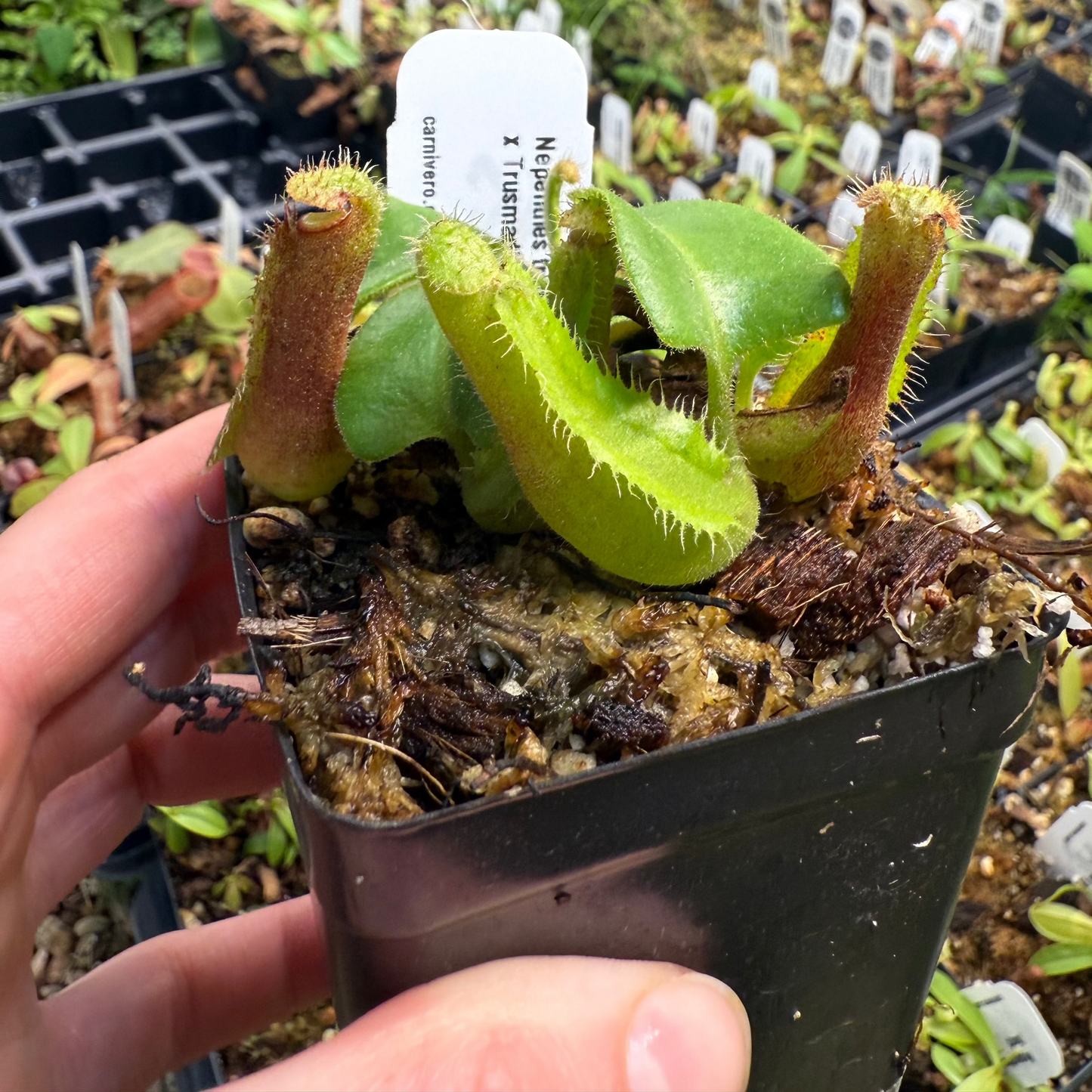 Nepenthes truncata (d) x trusmadiensis, CAR-0692
