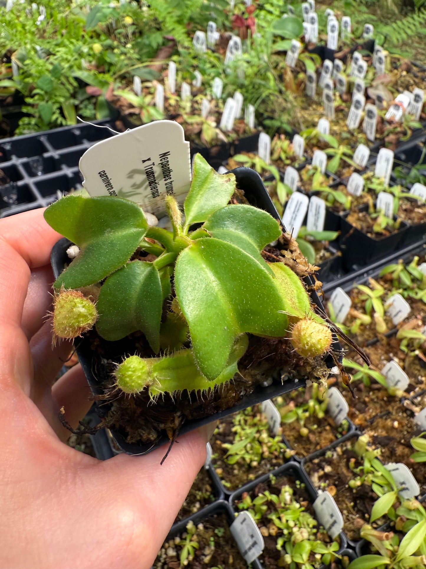 Nepenthes truncata (d) x trusmadiensis, CAR-0692