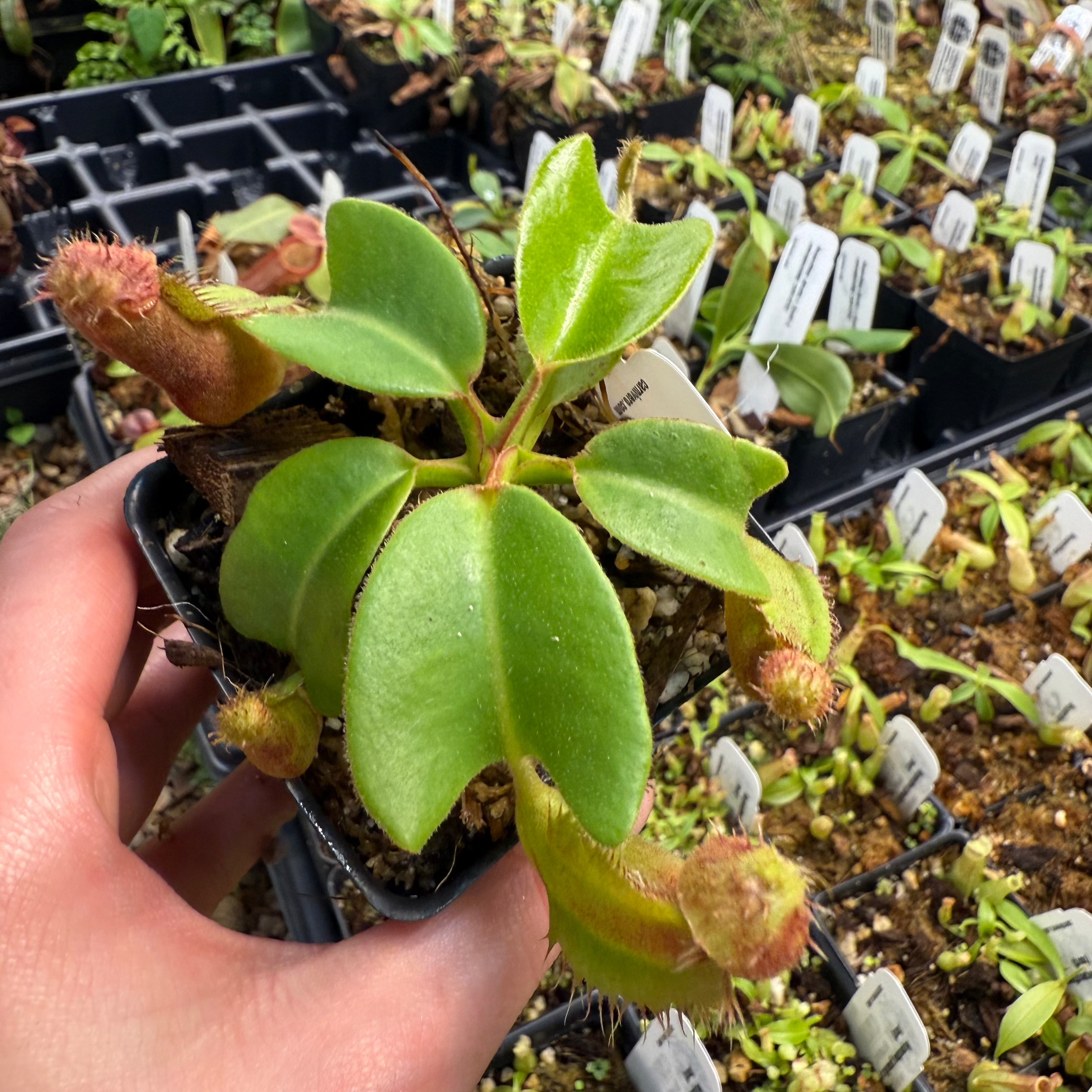 Nepenthes truncata (d) x trusmadiensis, CAR-0692 – Carnivero