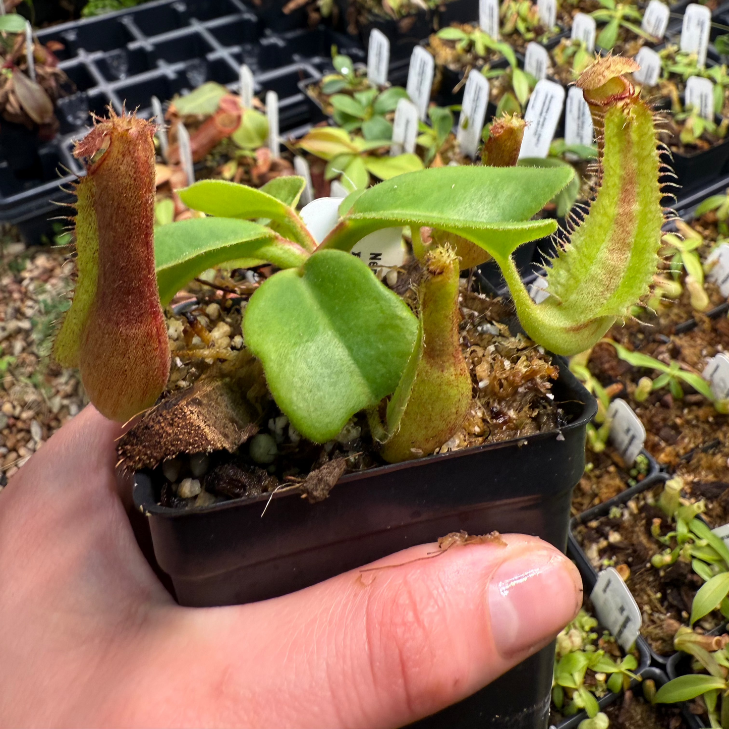 Nepenthes truncata (d) x trusmadiensis, CAR-0692