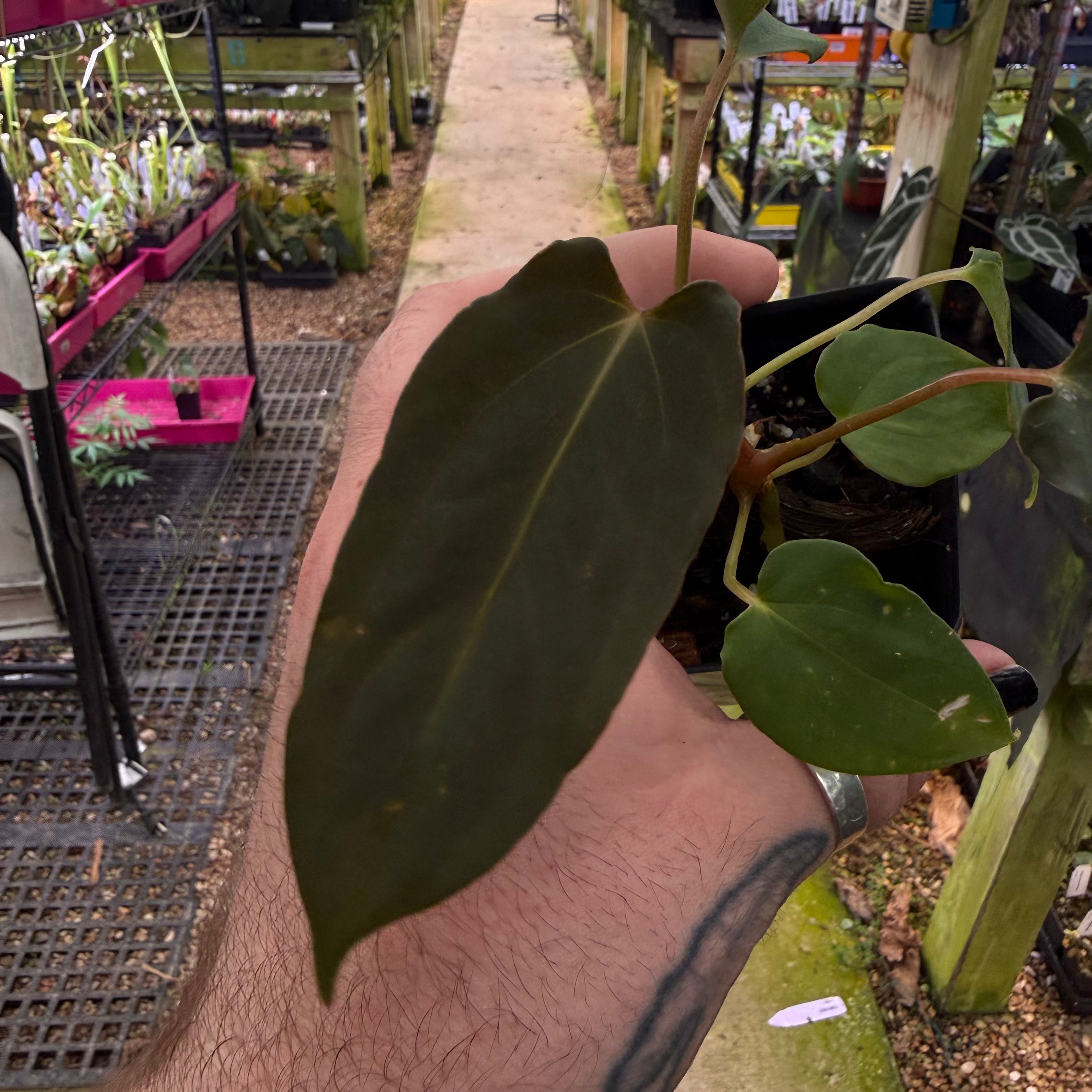 パ*ン様 アンスリウム papi Fort Sherman x Ralph Ly MDR072] Anthurium papillilaminum 