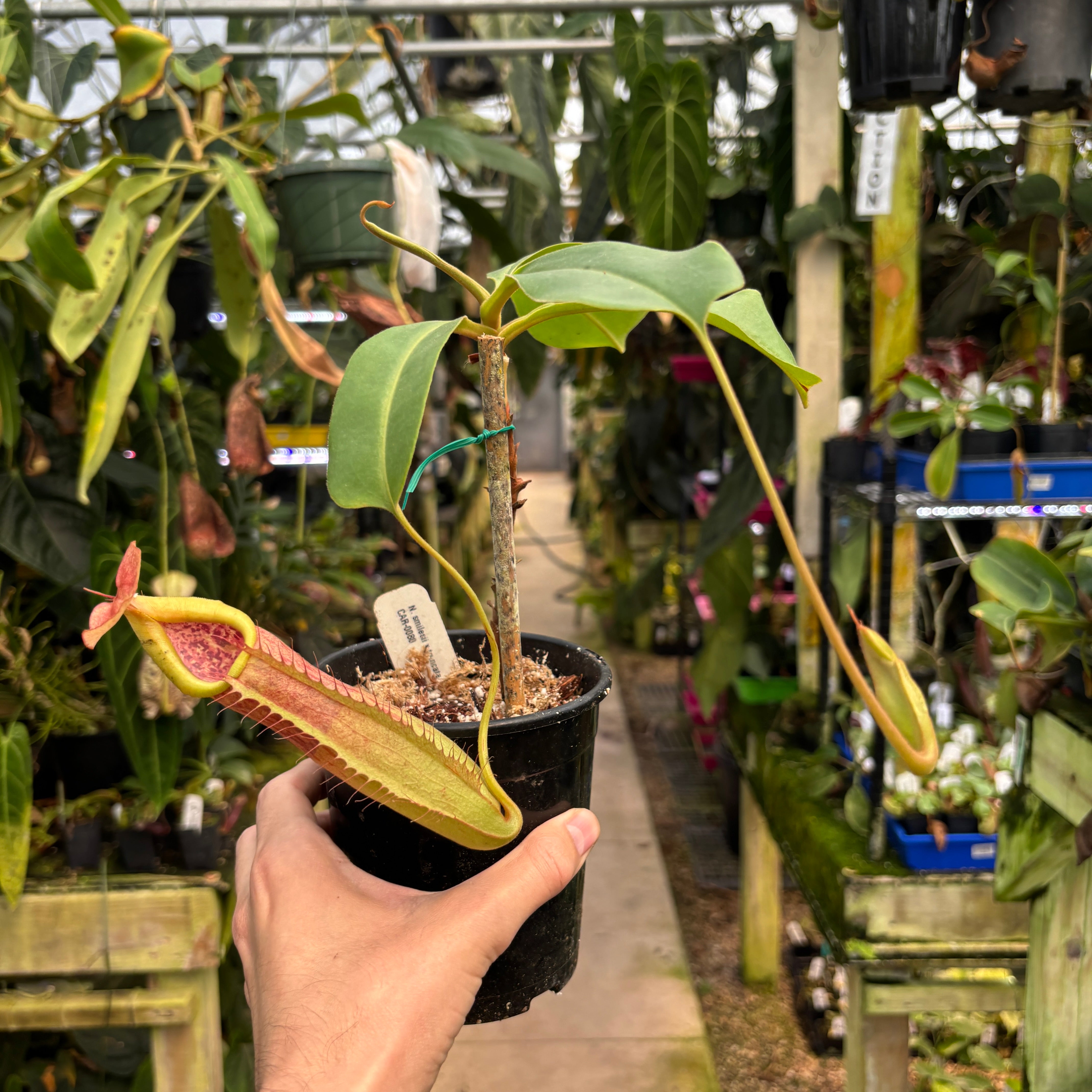 A1279] Nepenthes smilesii x truncata – Carnivero