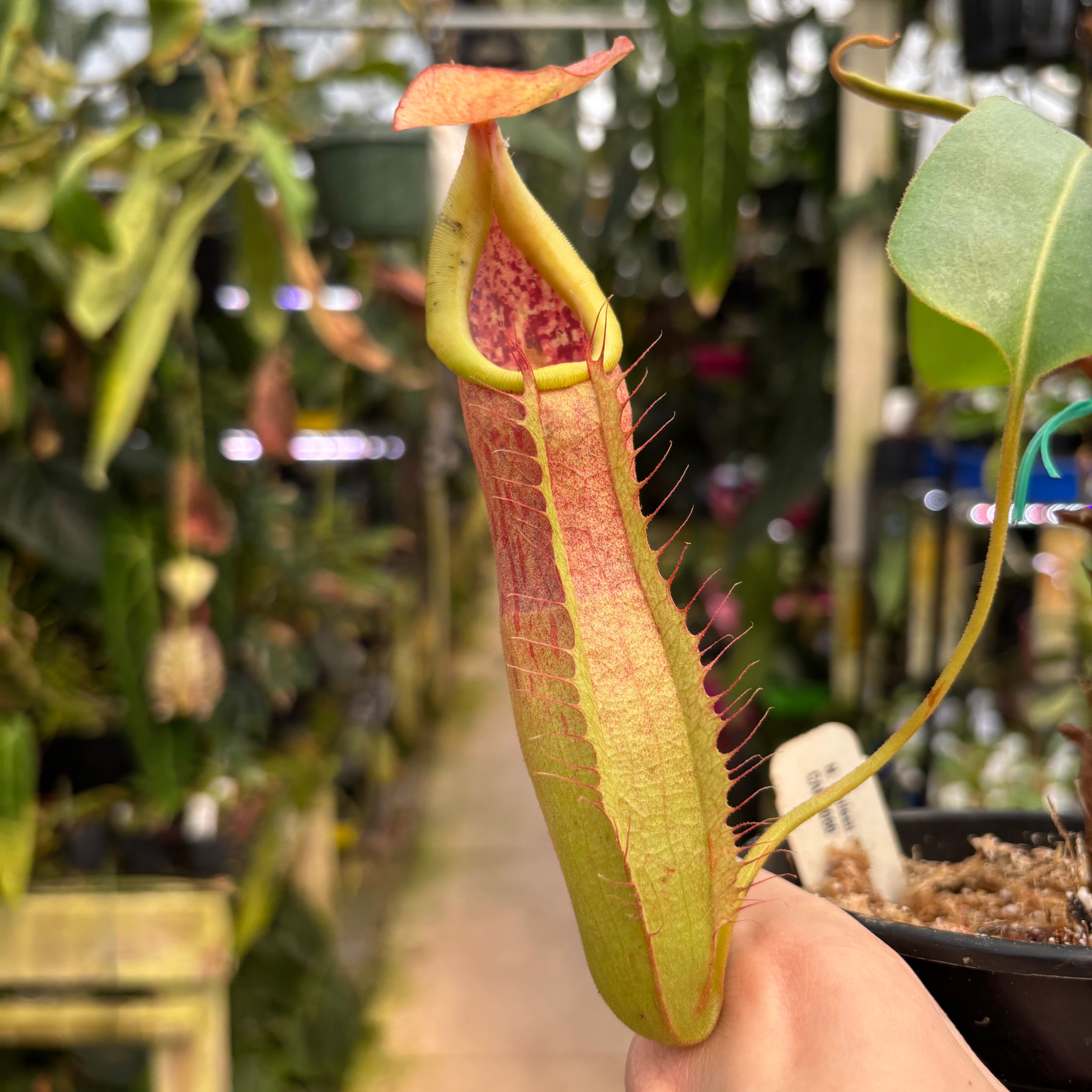 NETriPTa　/マヨンチット A1279] Nepenthes smilesii x truncata – Carnivero