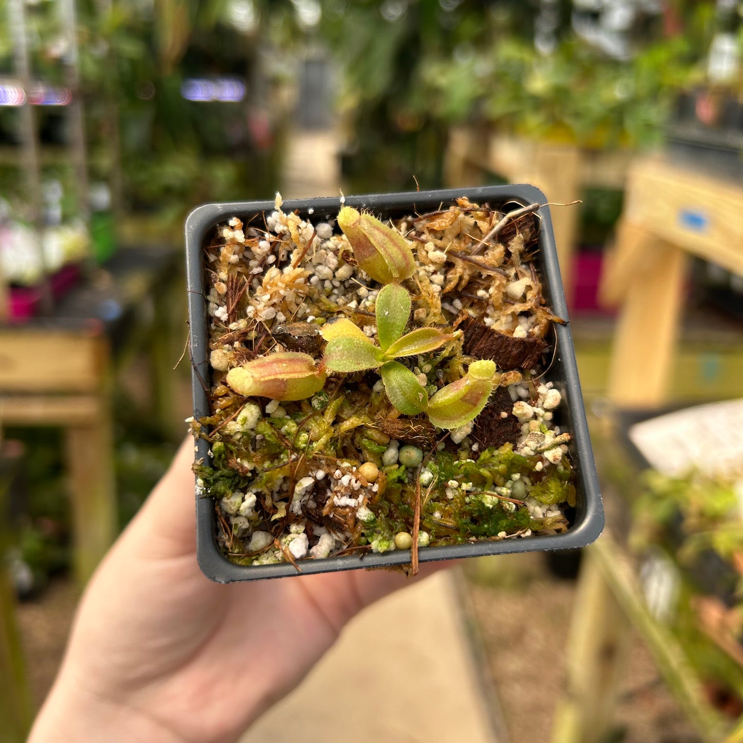 Nepenthes veitchii ('Orange' x 'Candy Dreams'), CAR-0675