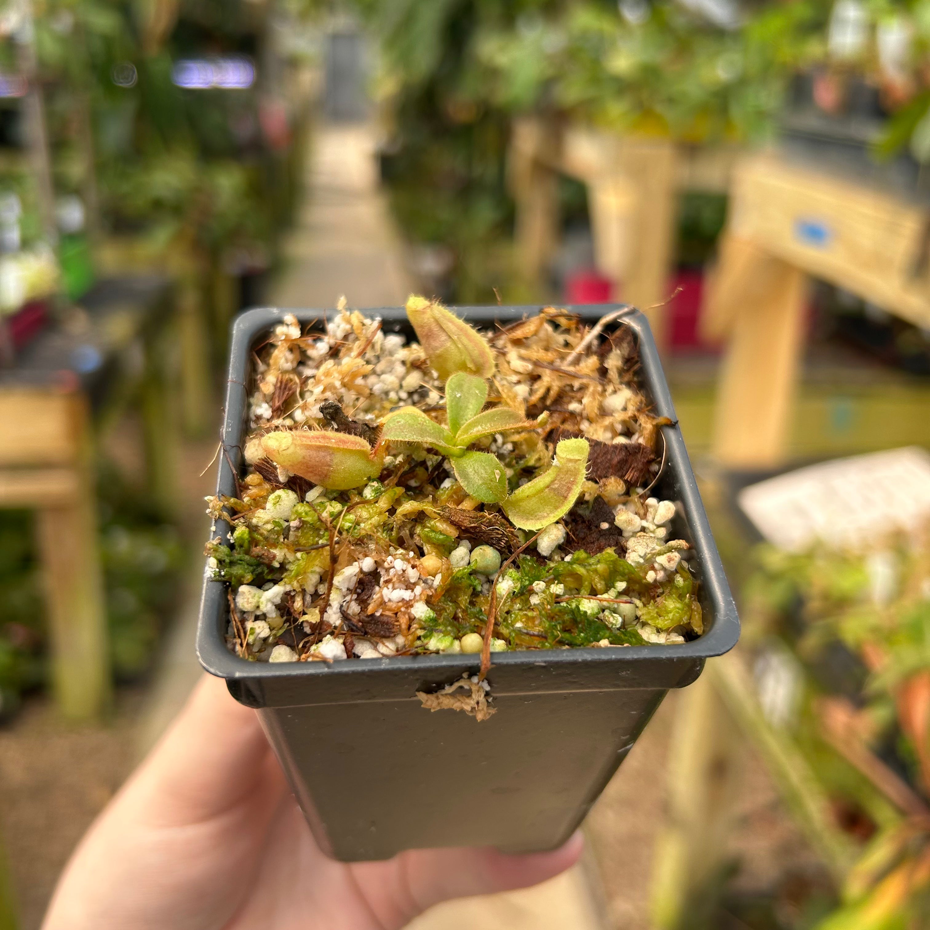 Nepenthes veitchii ('Orange' x 'Candy Dreams'), CAR-0675 – Carnivero