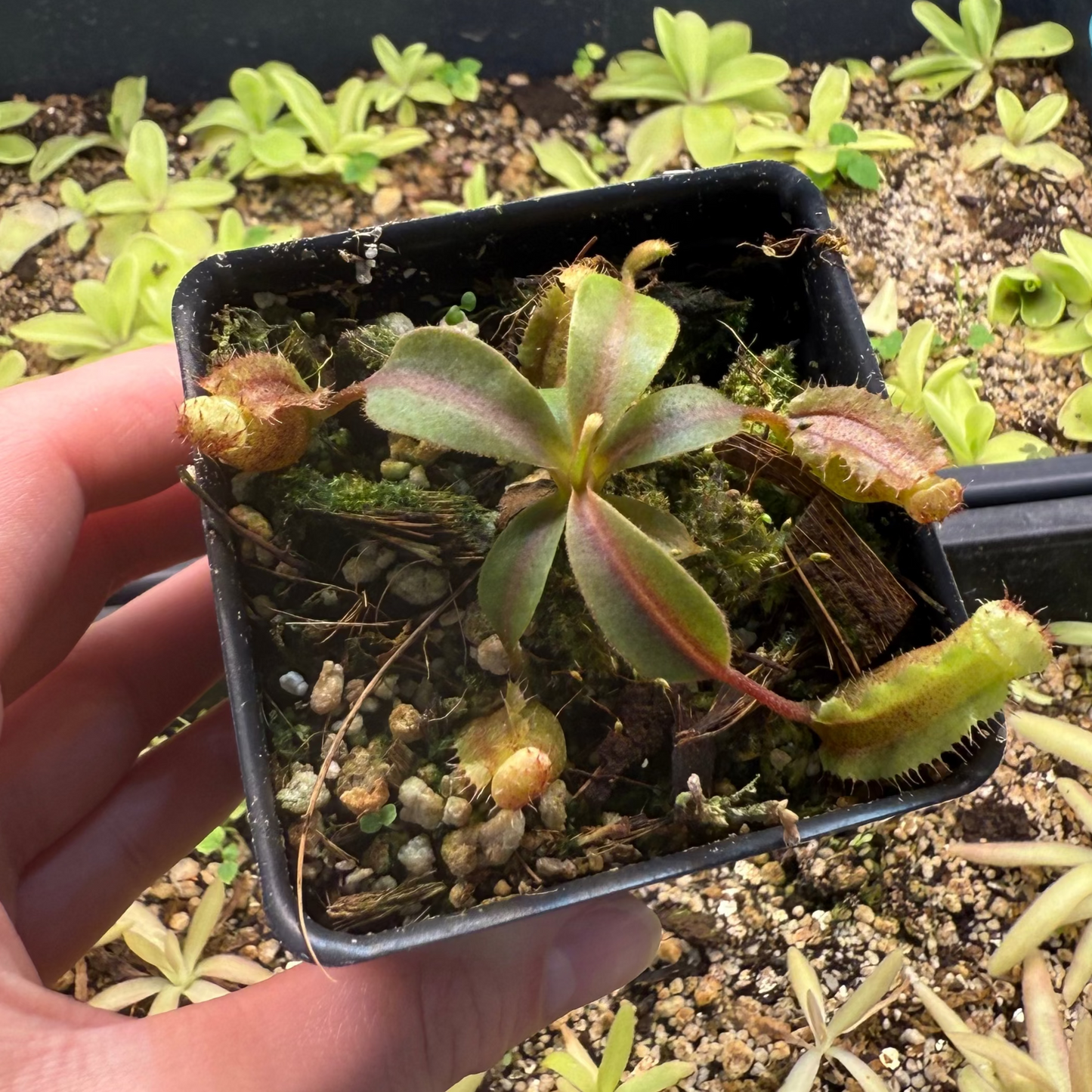 Nepenthes 'Song of Melancholy' x trusmadiensis, CAR-0607