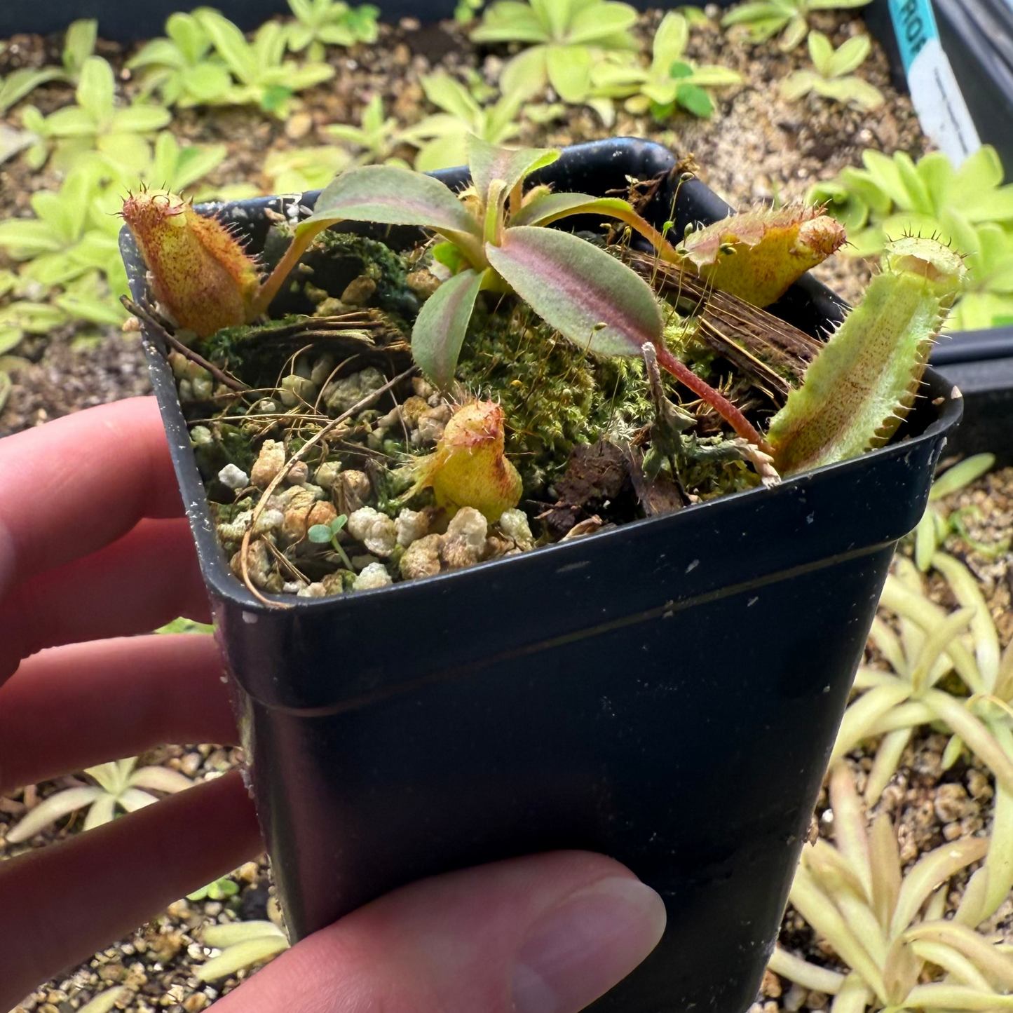 Nepenthes 'Song of Melancholy' x trusmadiensis, CAR-0607