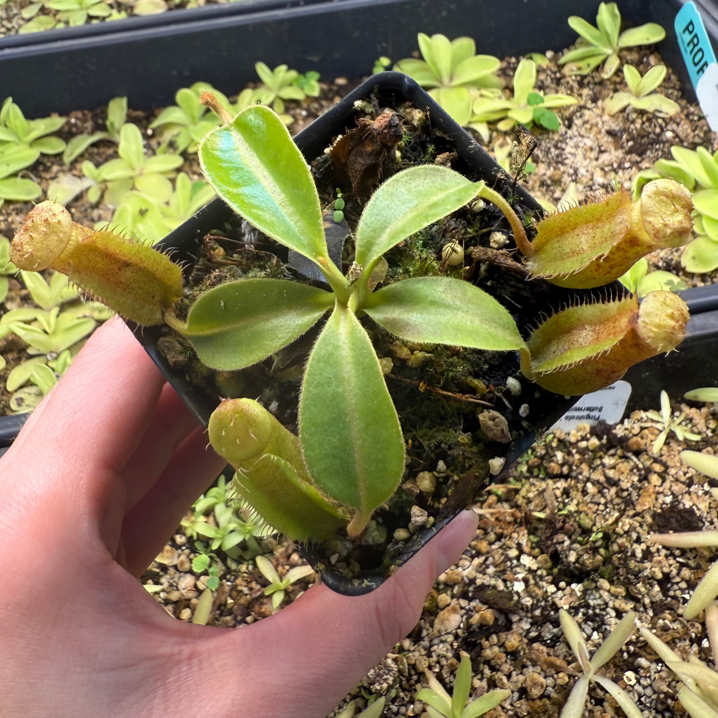 Nepenthes 'Song of Melancholy' x trusmadiensis, CAR-0607