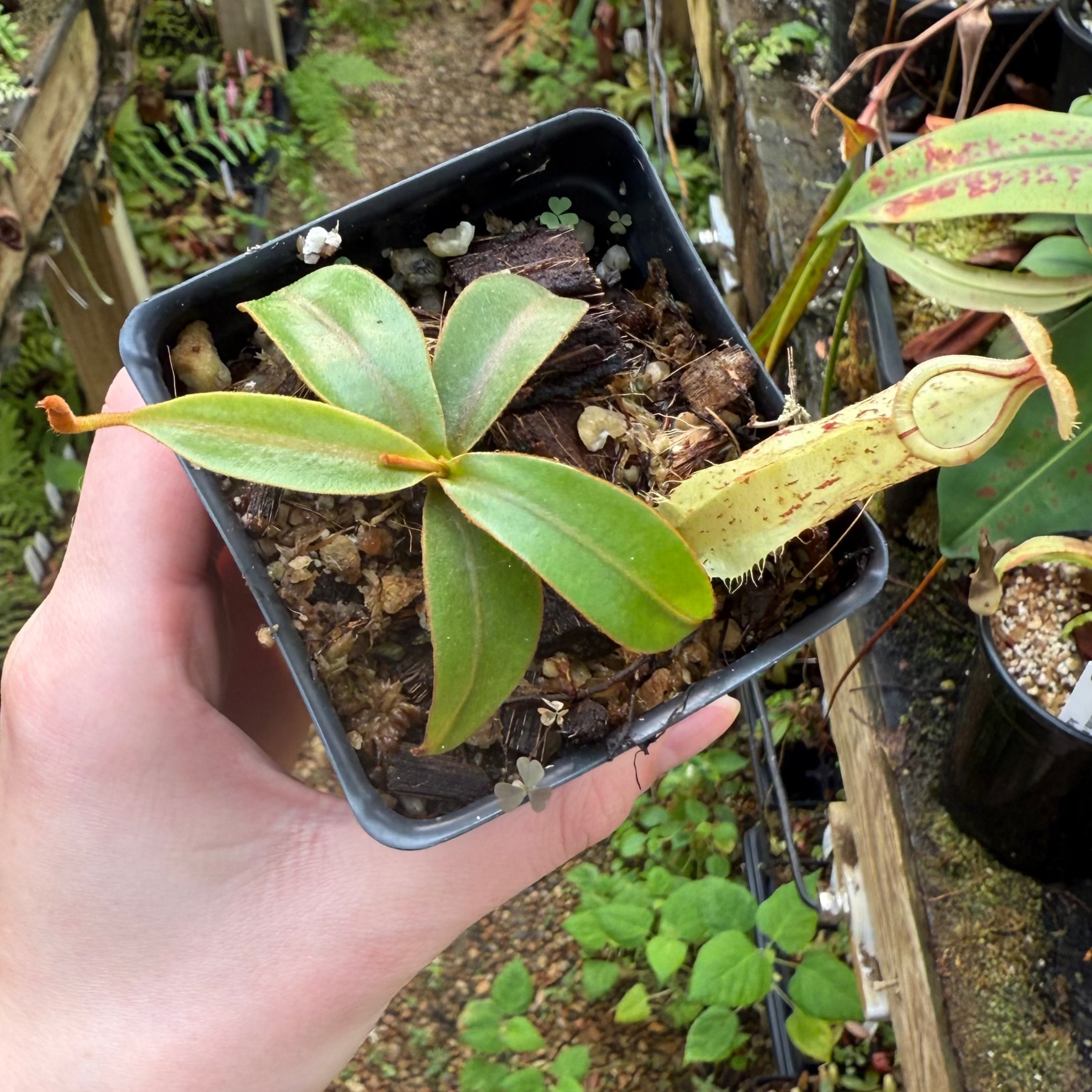 IMG_0774.heic?v=1751560866