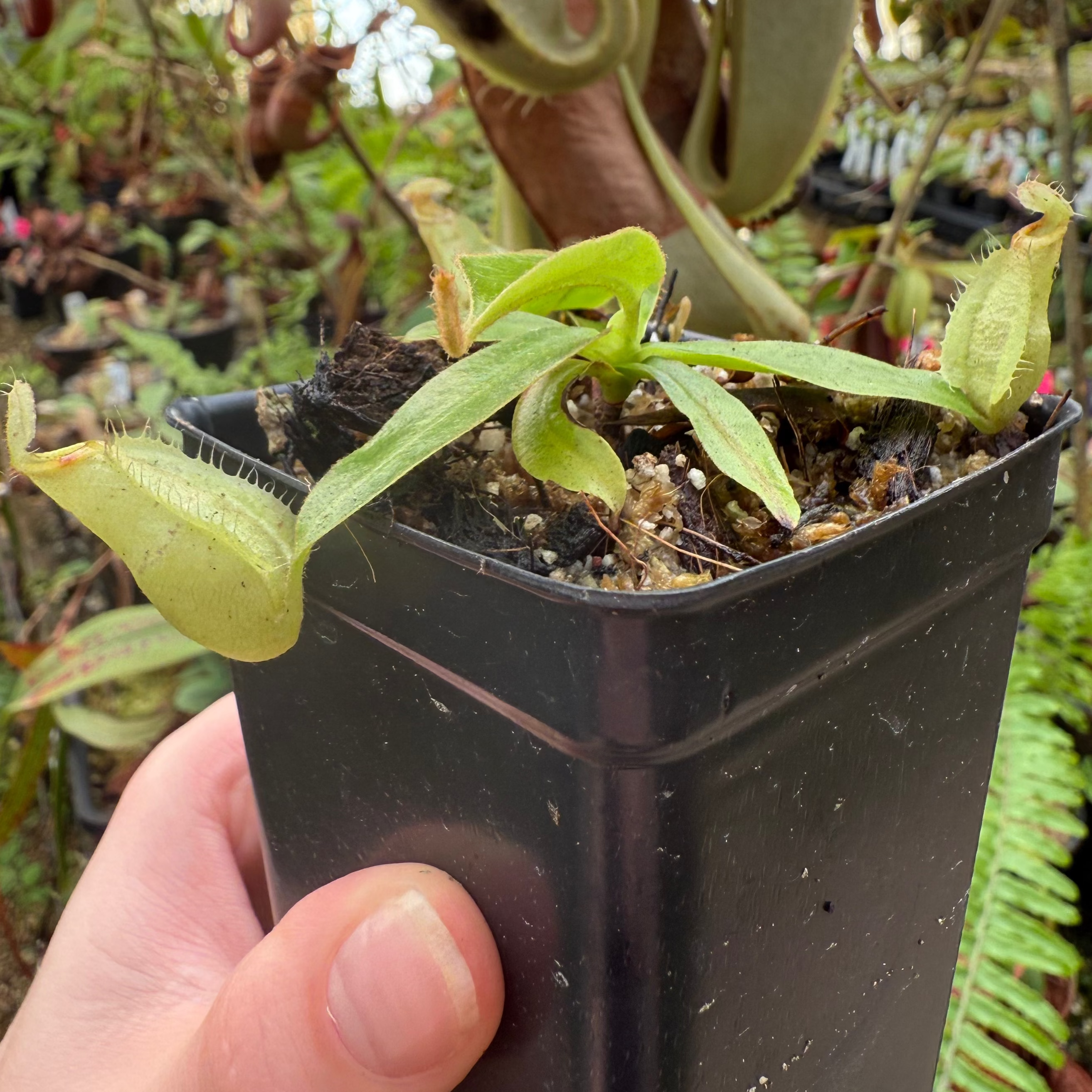 Nepenthes rafflesiana JB x (eymae x veitchii), CAR-0910 – Carnivero