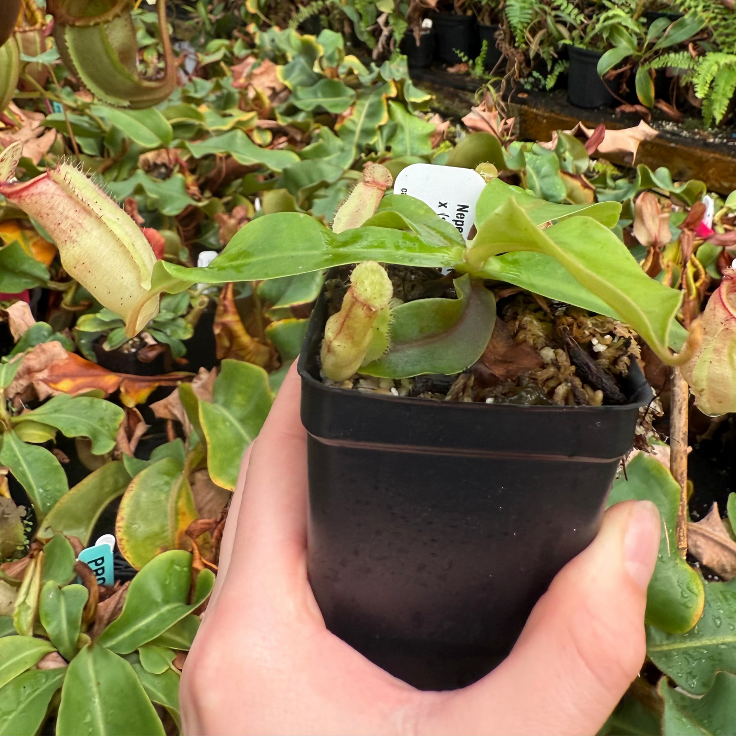 Nepenthes (spectabilis x lowii) x (spathulata x jacquelineae)-BE, CAR-0641