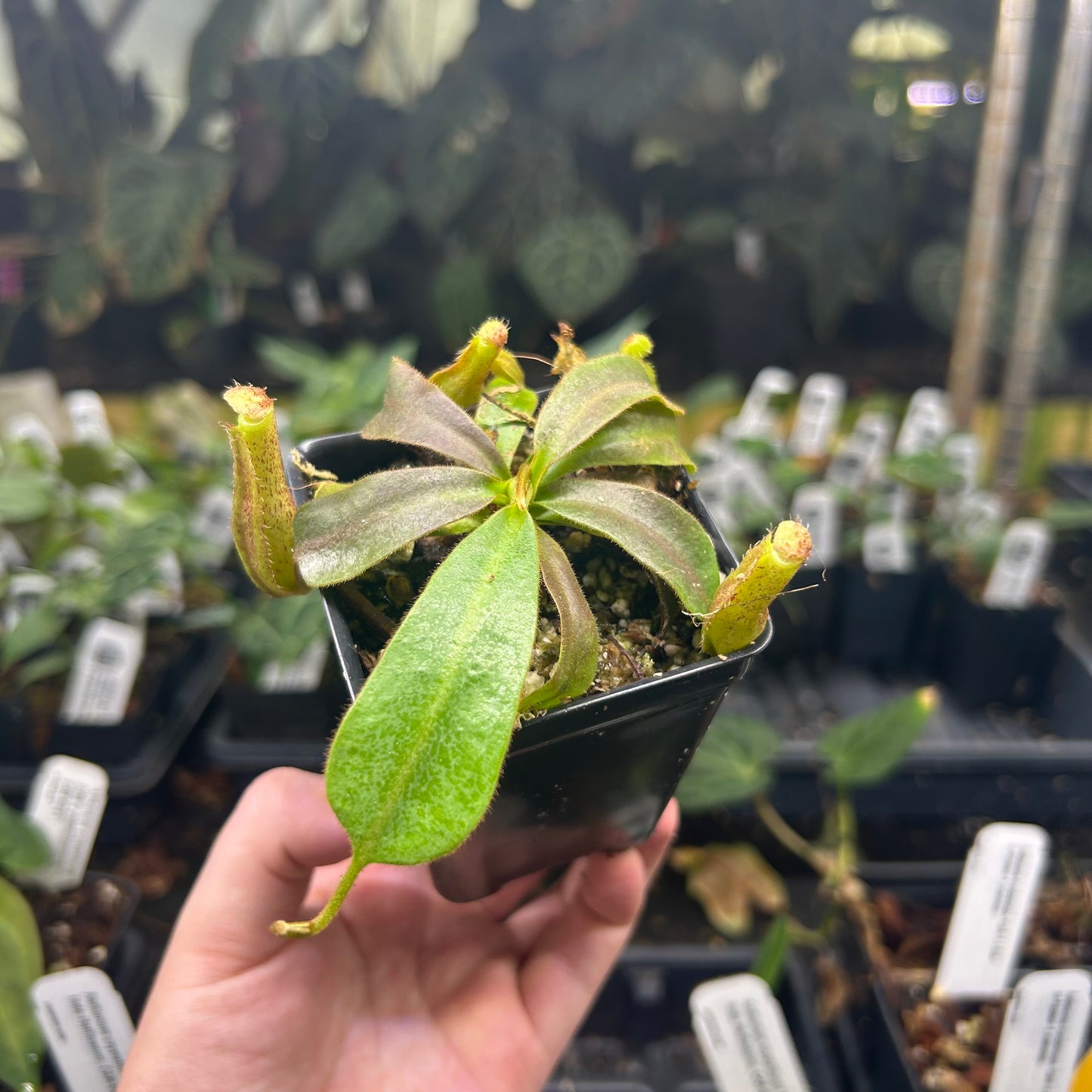 Nepenthes veitchii LL x vogelli, CAR-0726
