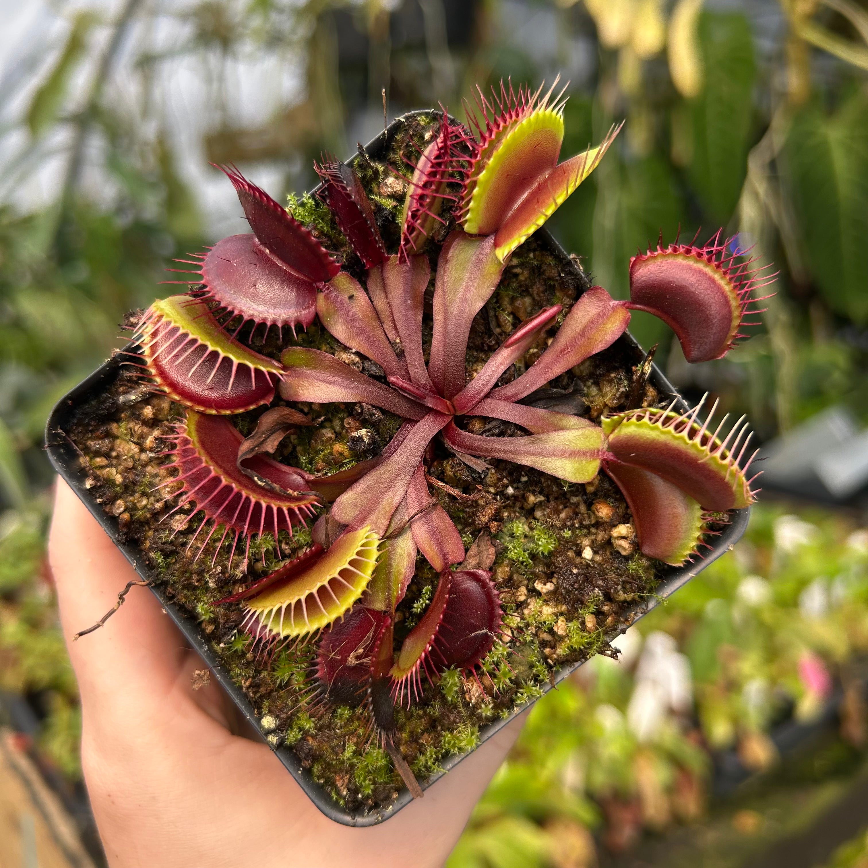 Venus Flytrap- Dionaea muscipula 'Krampfader' – Carnivero