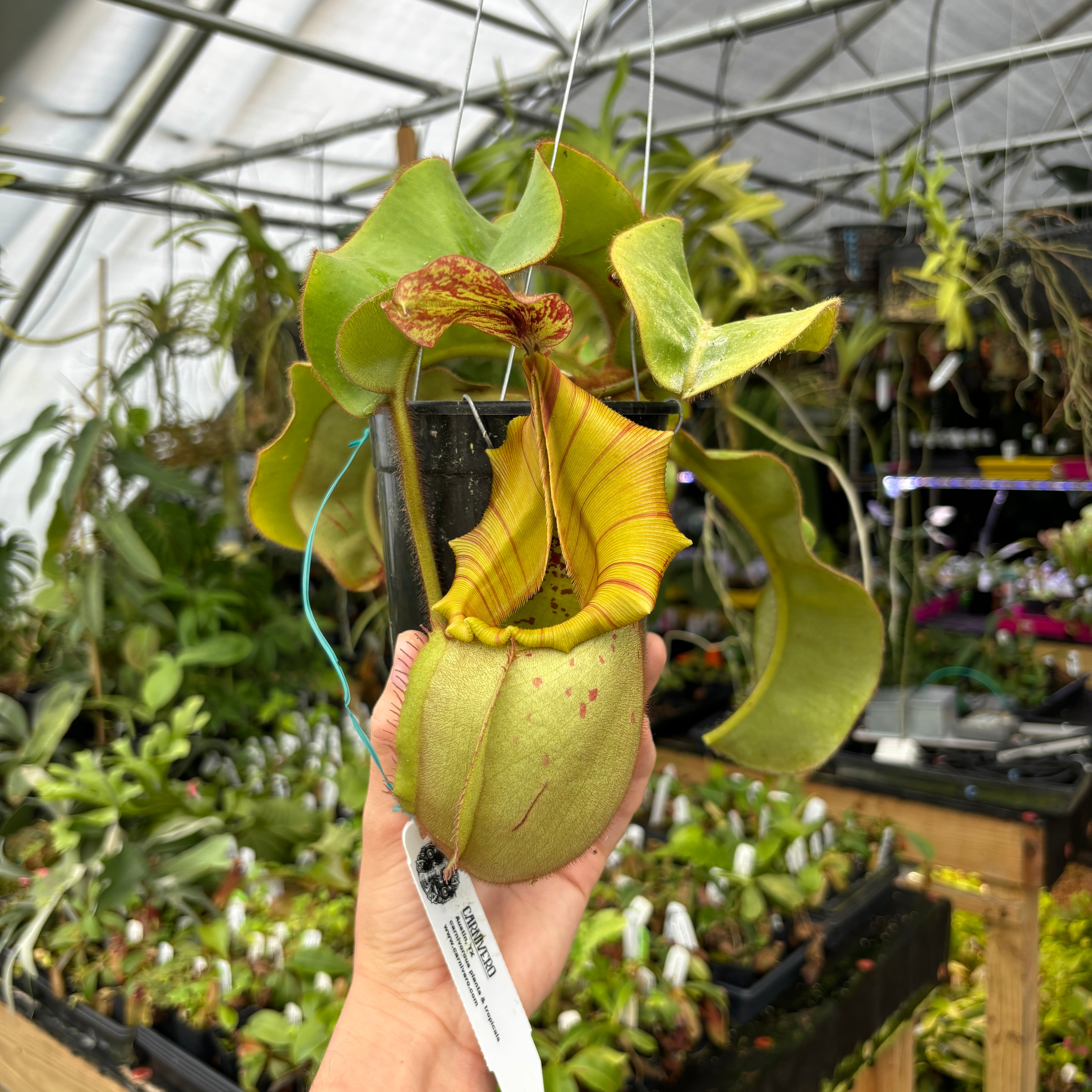 A403] Nepenthes veitchii (Candy x Candy Yamada) – Carnivero