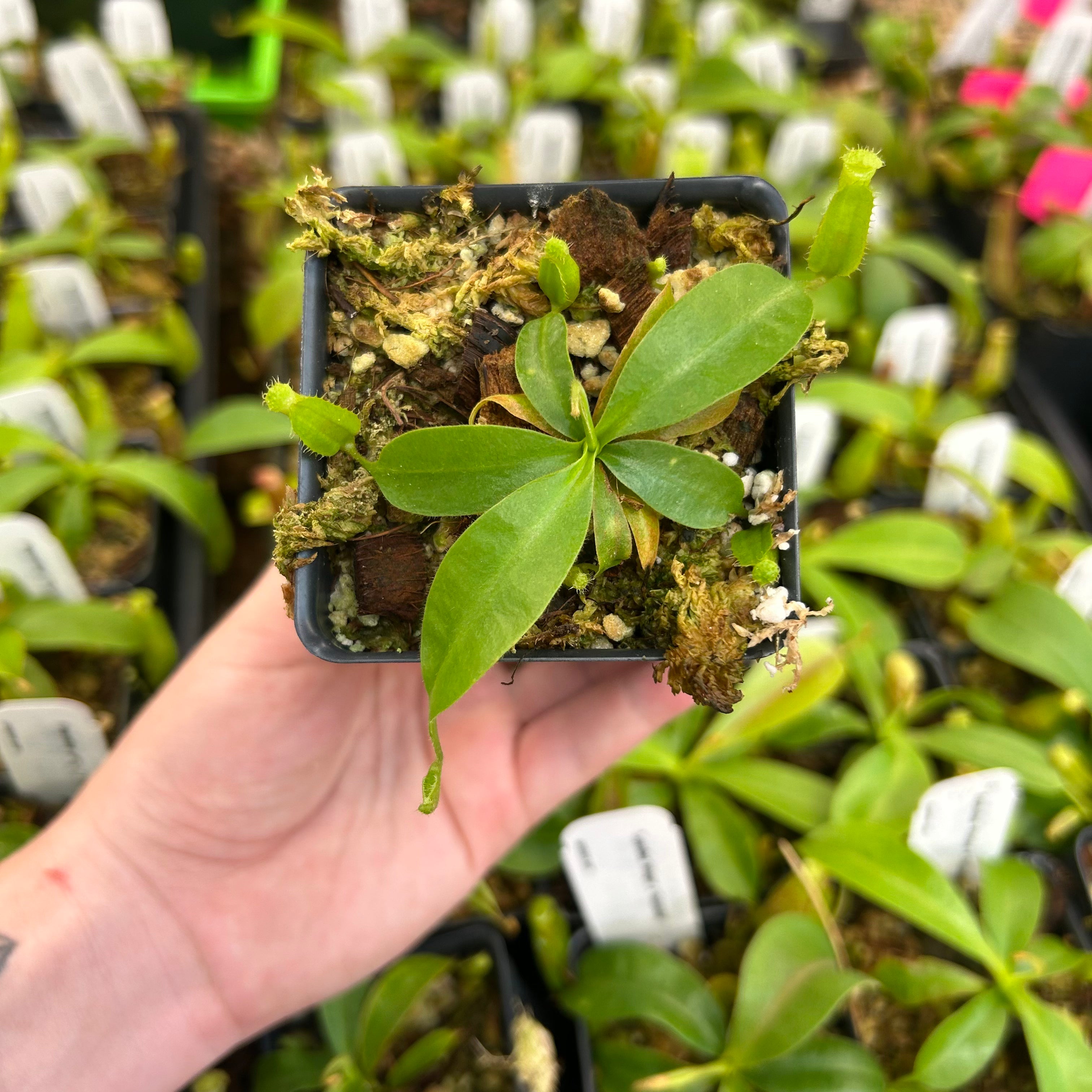 Nepenthes 'Whisper' x 'Redonkulas', CAR-0502 – Carnivero