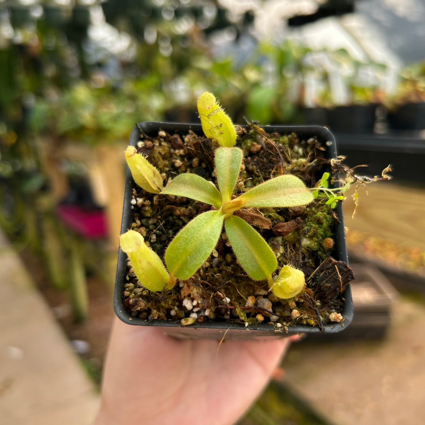 Nepenthes veitchii Kelabit Highlands x (veitchii x allardii), CAR-0564