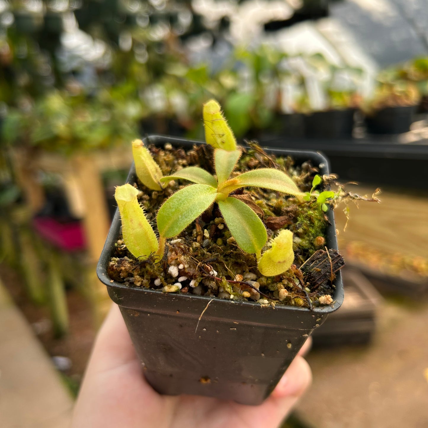 Nepenthes veitchii Kelabit Highlands x (veitchii x allardii), CAR-0564