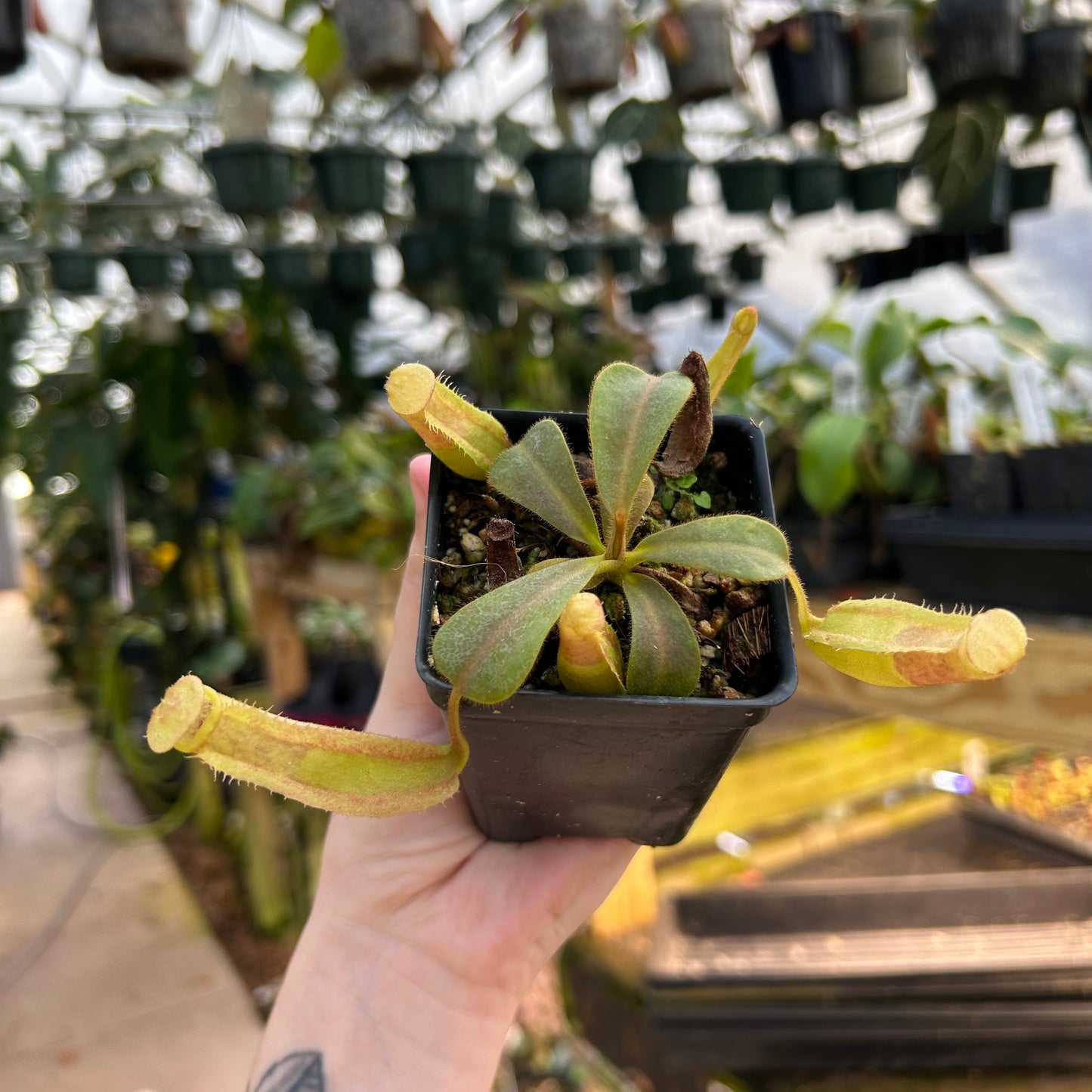 Nepenthes veitchii Kelabit Highlands x (veitchii x allardii), CAR-0564
