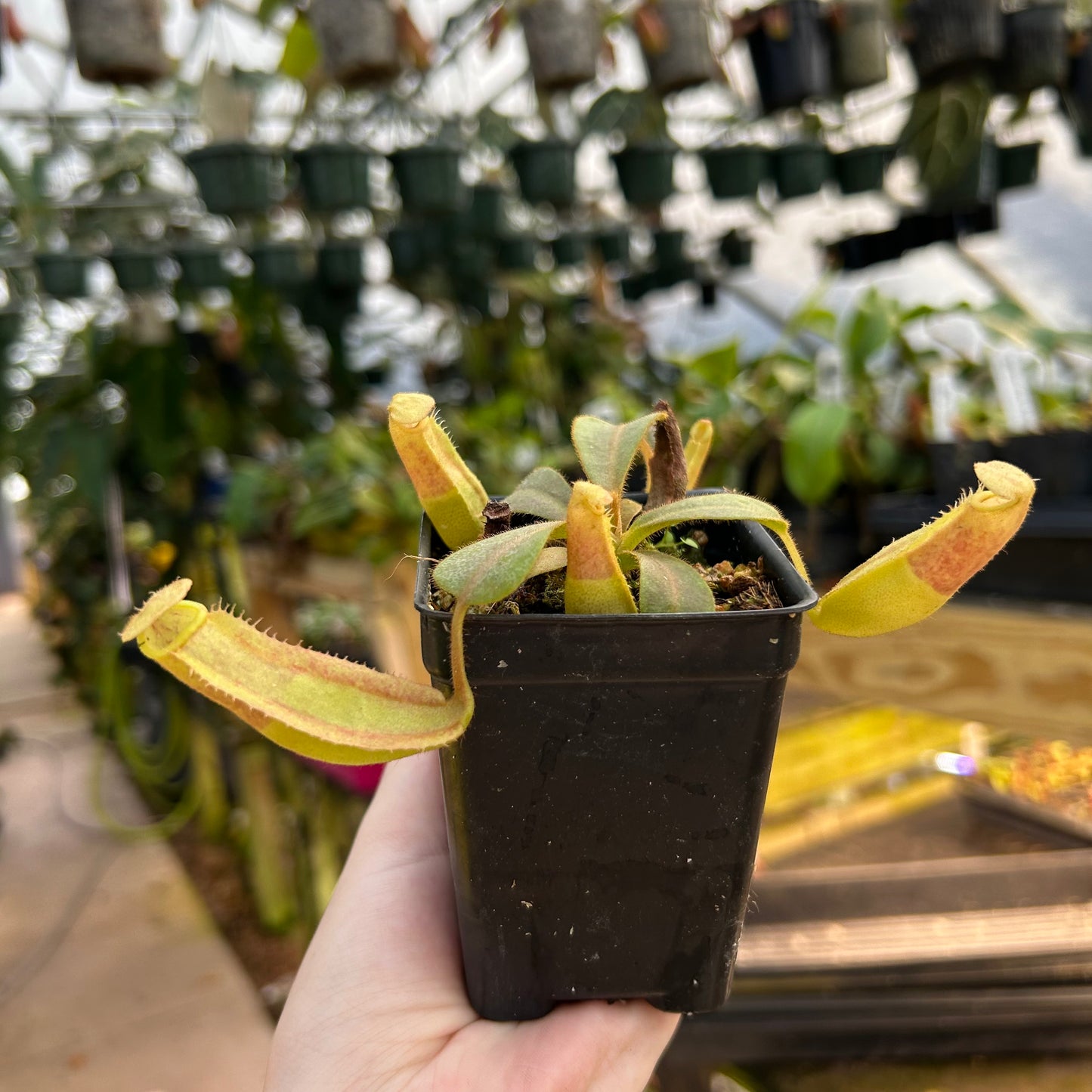 Nepenthes veitchii Kelabit Highlands x (veitchii x allardii), CAR-0564