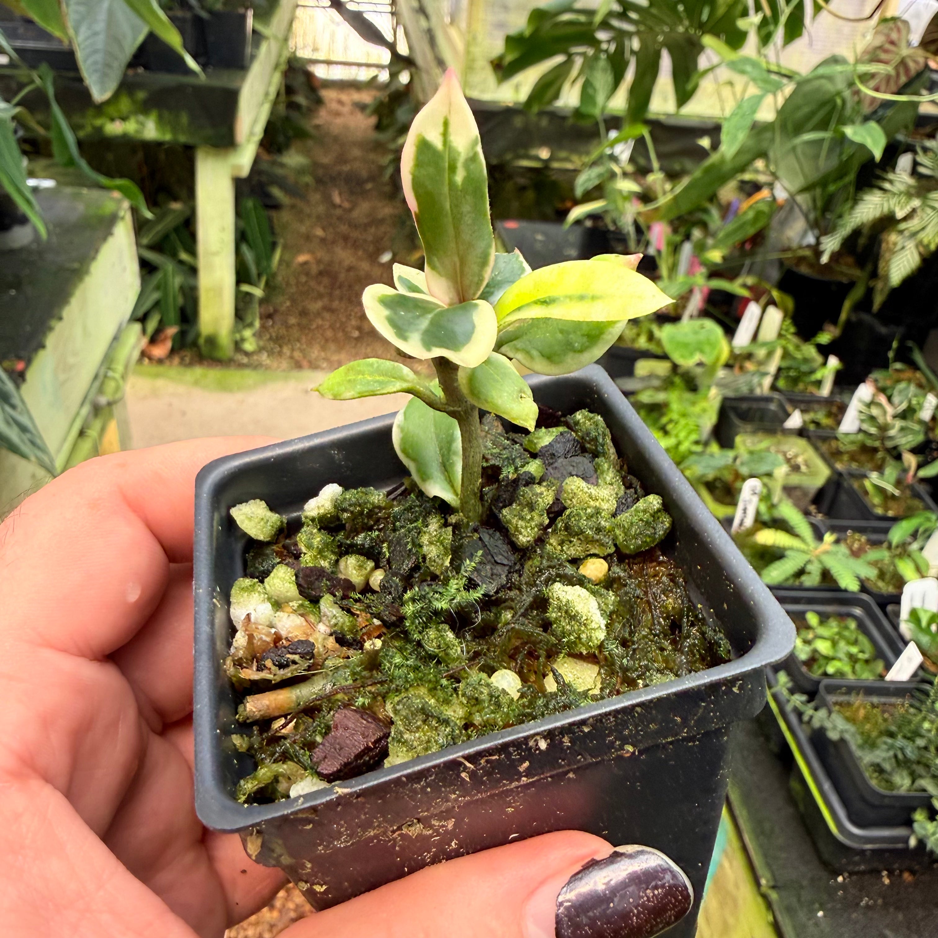 w283] Hoya carnosa 