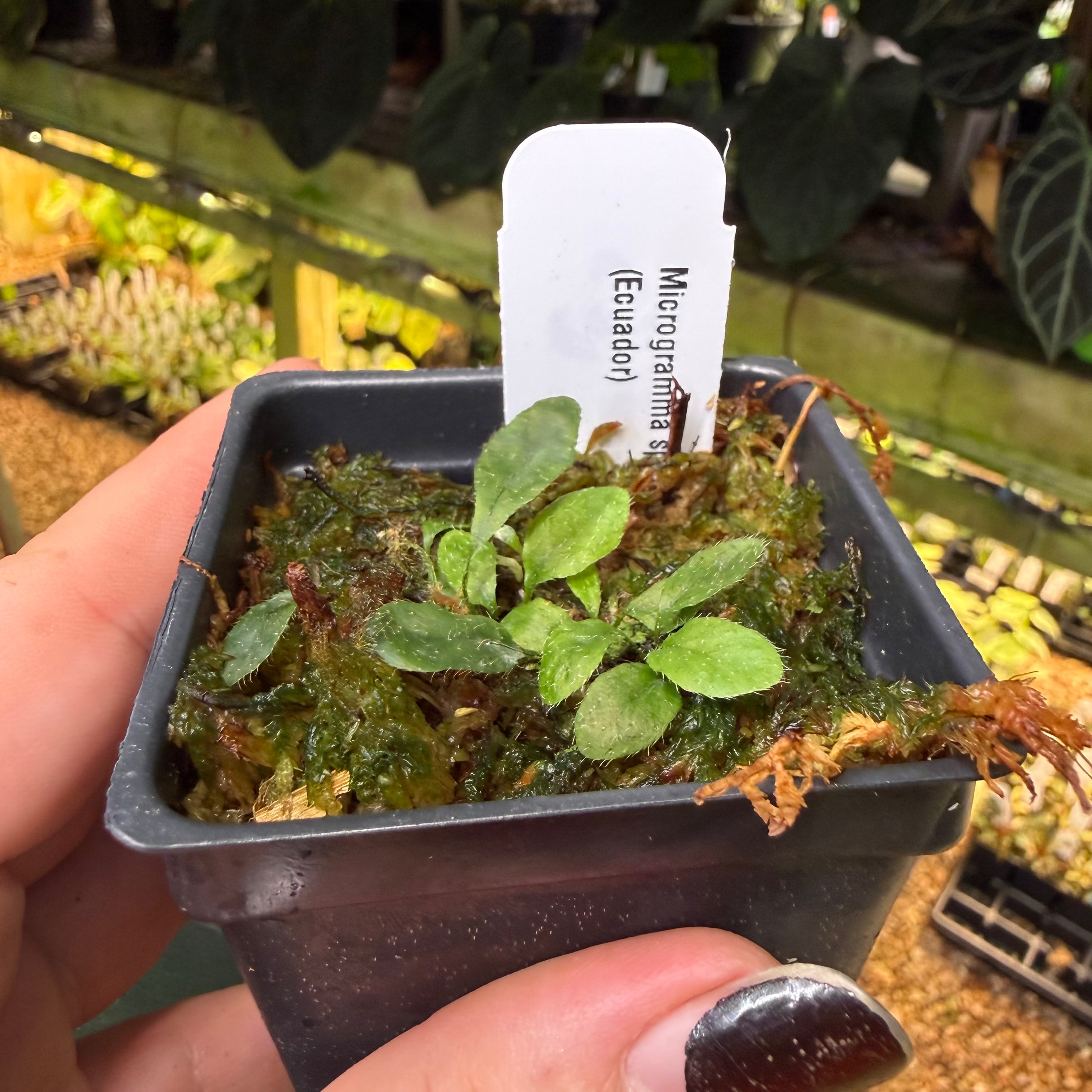 es5043] Microgramma sp. Santi (Ecuador) – Carnivero