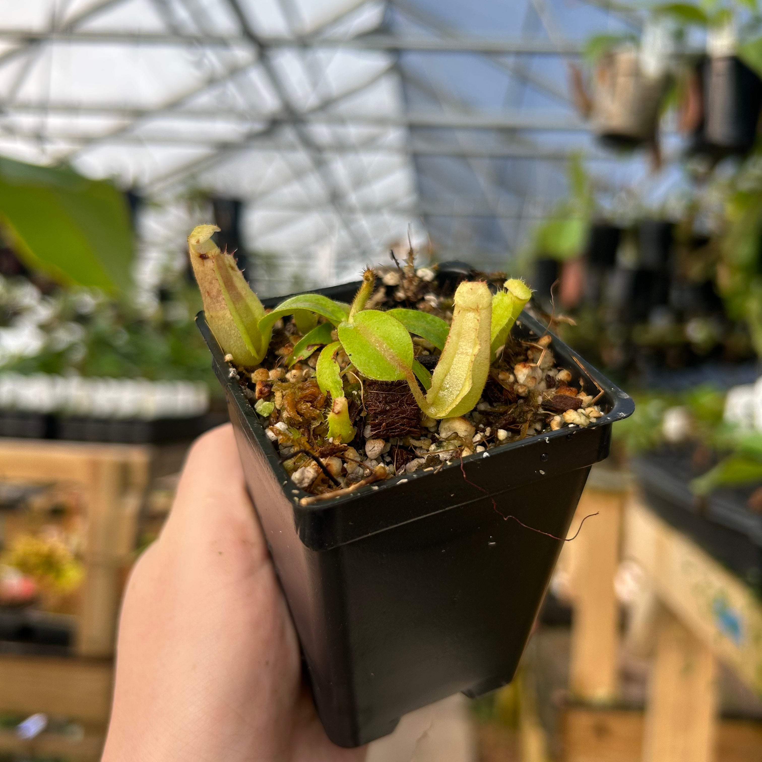 Nepenthes veitchii ((m) grex #2 x 'Cobra'), CAR-1002 – Carnivero