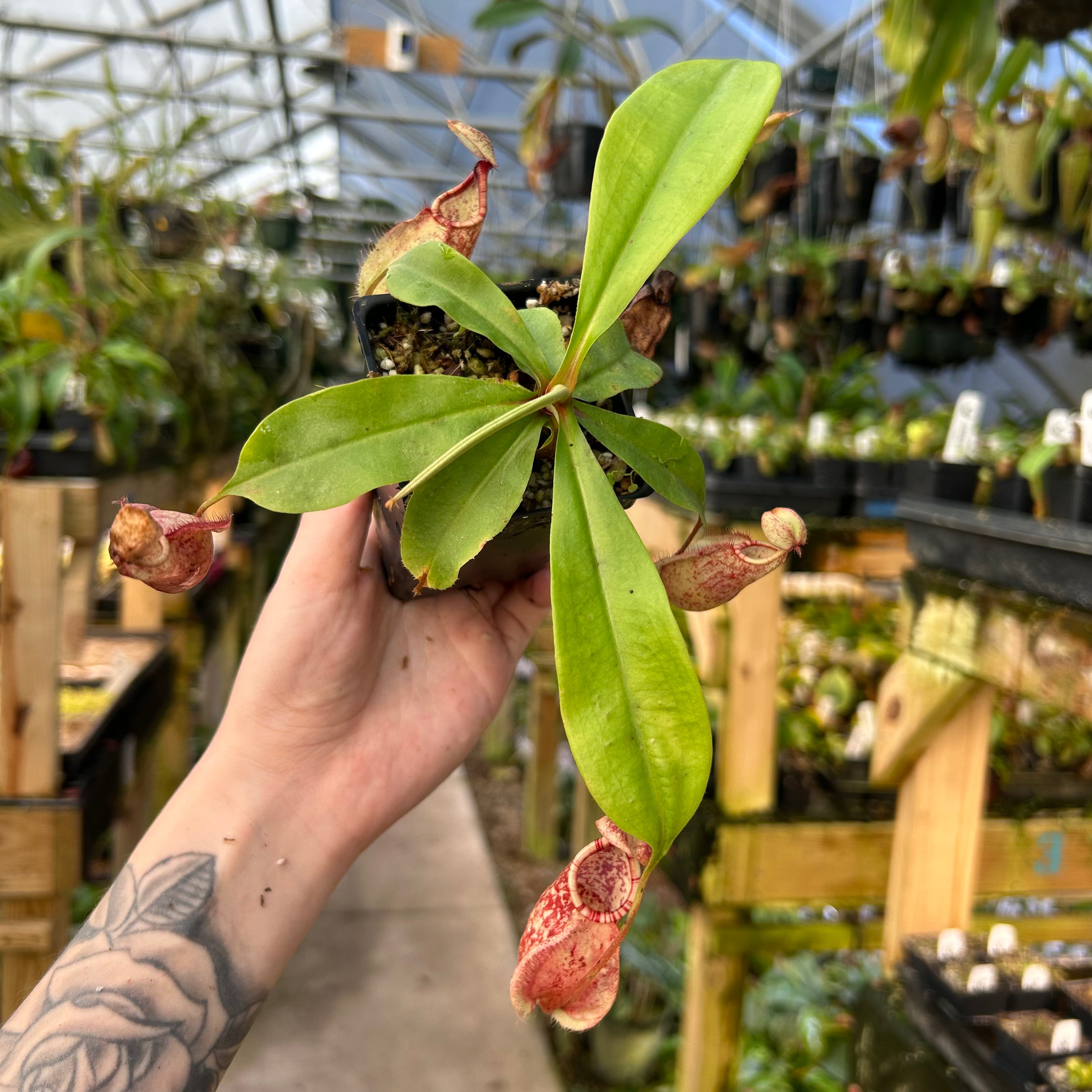 Nepenthes (Viking x rafflesiana) x Trusmadiensis, CAR-0821 – Carnivero
