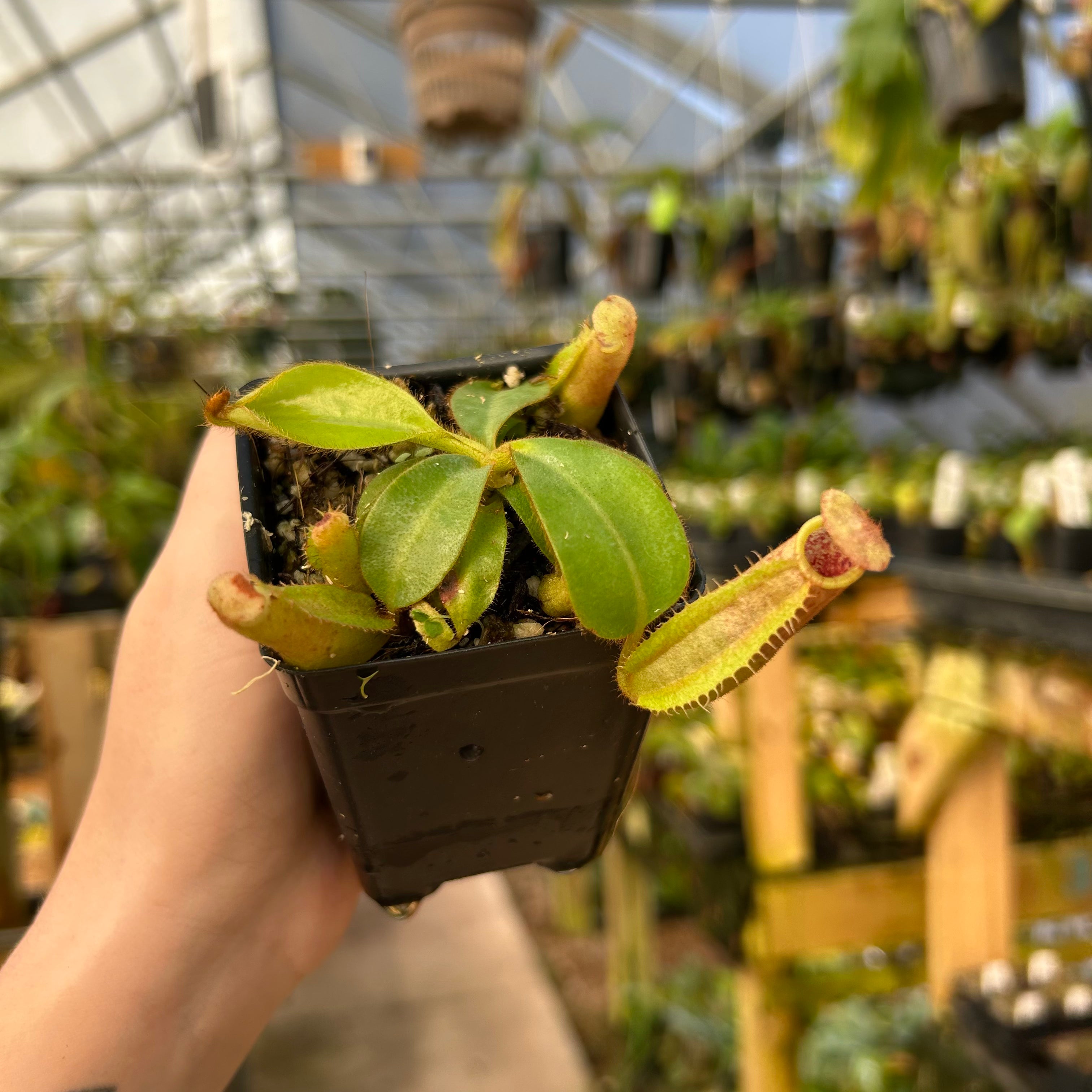NeRichoページ Nepenthes veitchii [BE-4033 x (Akazukin x Bareo)], CAR-0890