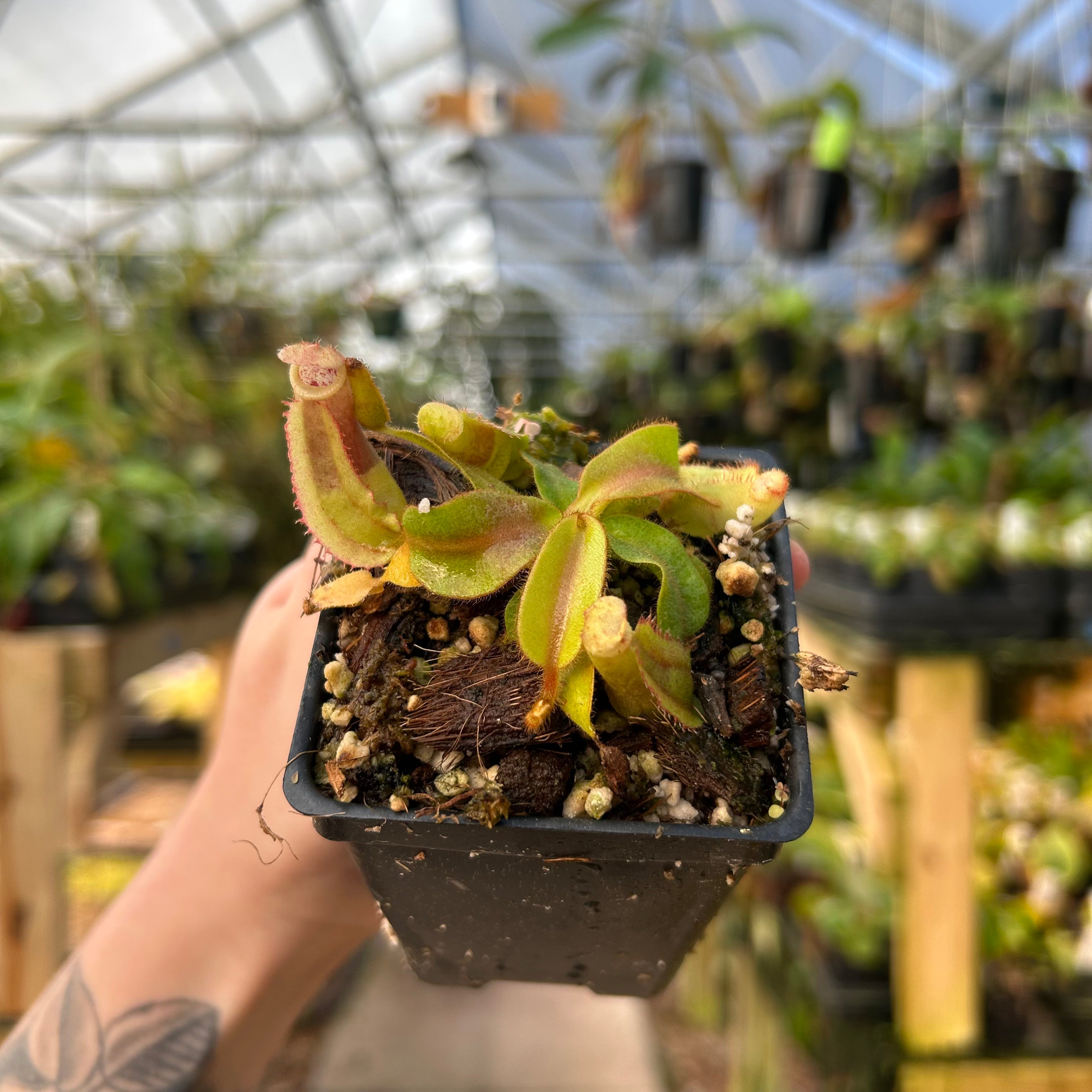 Nepenthes veitchii 'Big Mama' x bicalcarata, CAR-0988 – Carnivero