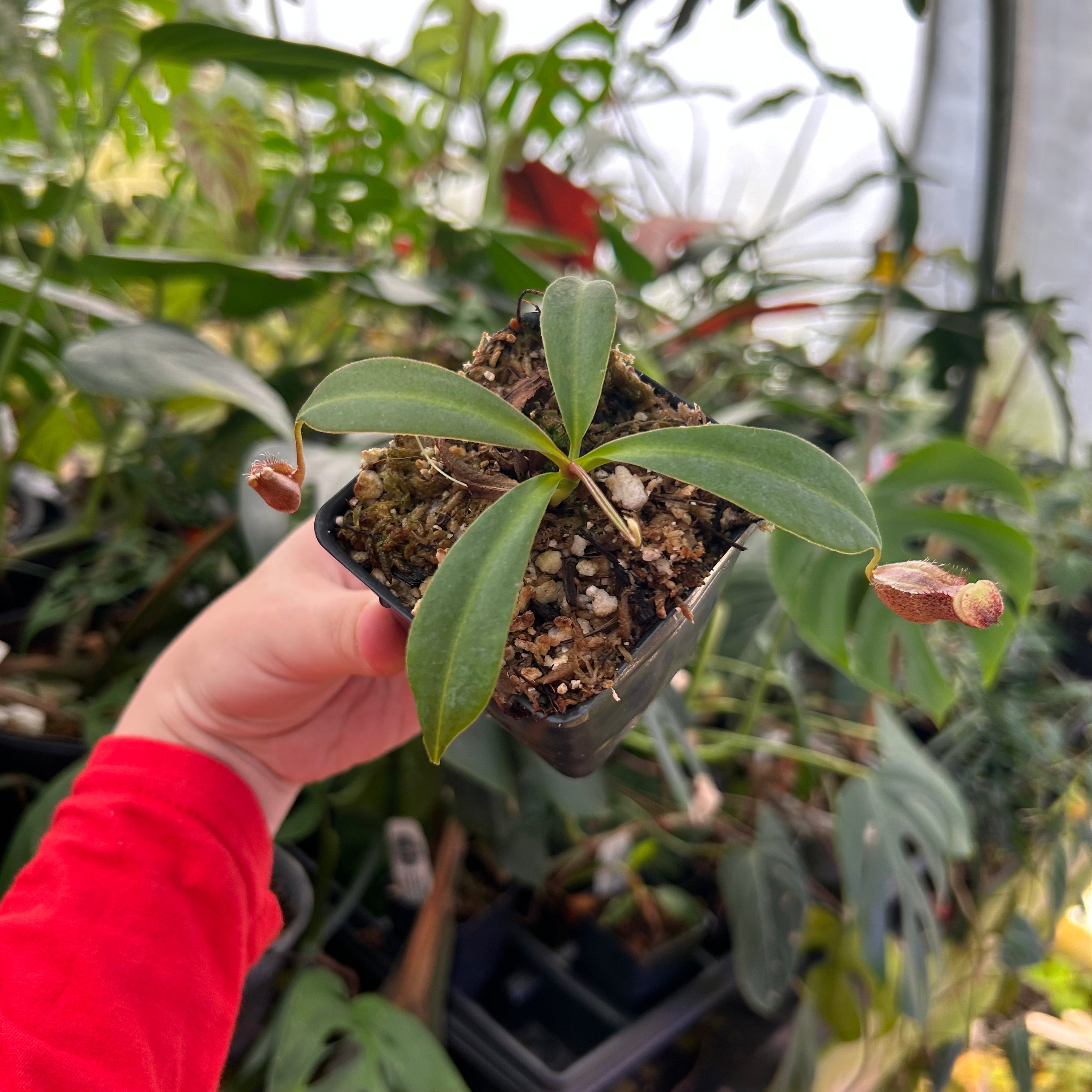 Nepenthes boschiana x (spathulata x jacquelineae) BE best 2, CAR