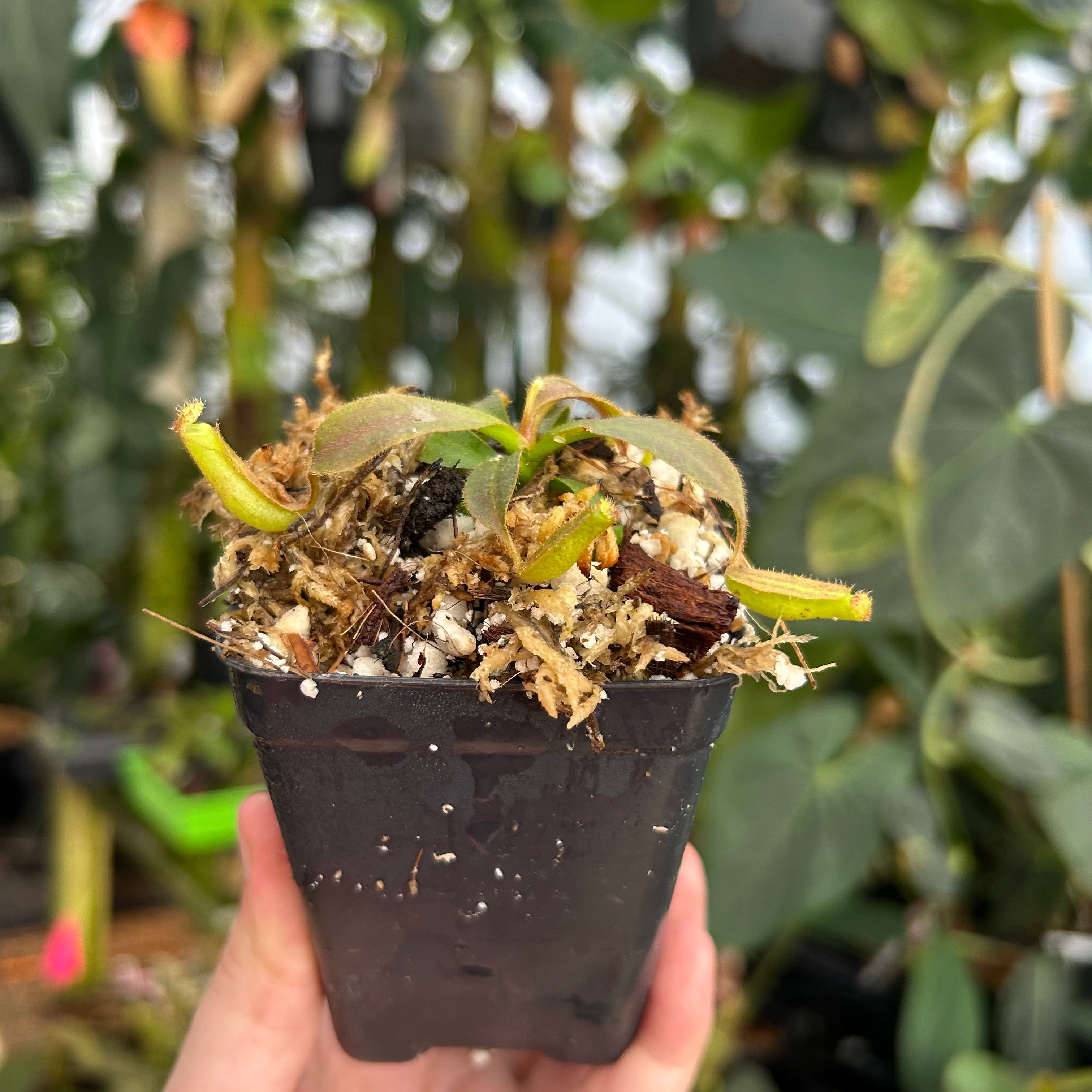 Nepenthes veitchii JB x {Song of melancholy x [(lowii x veitchii