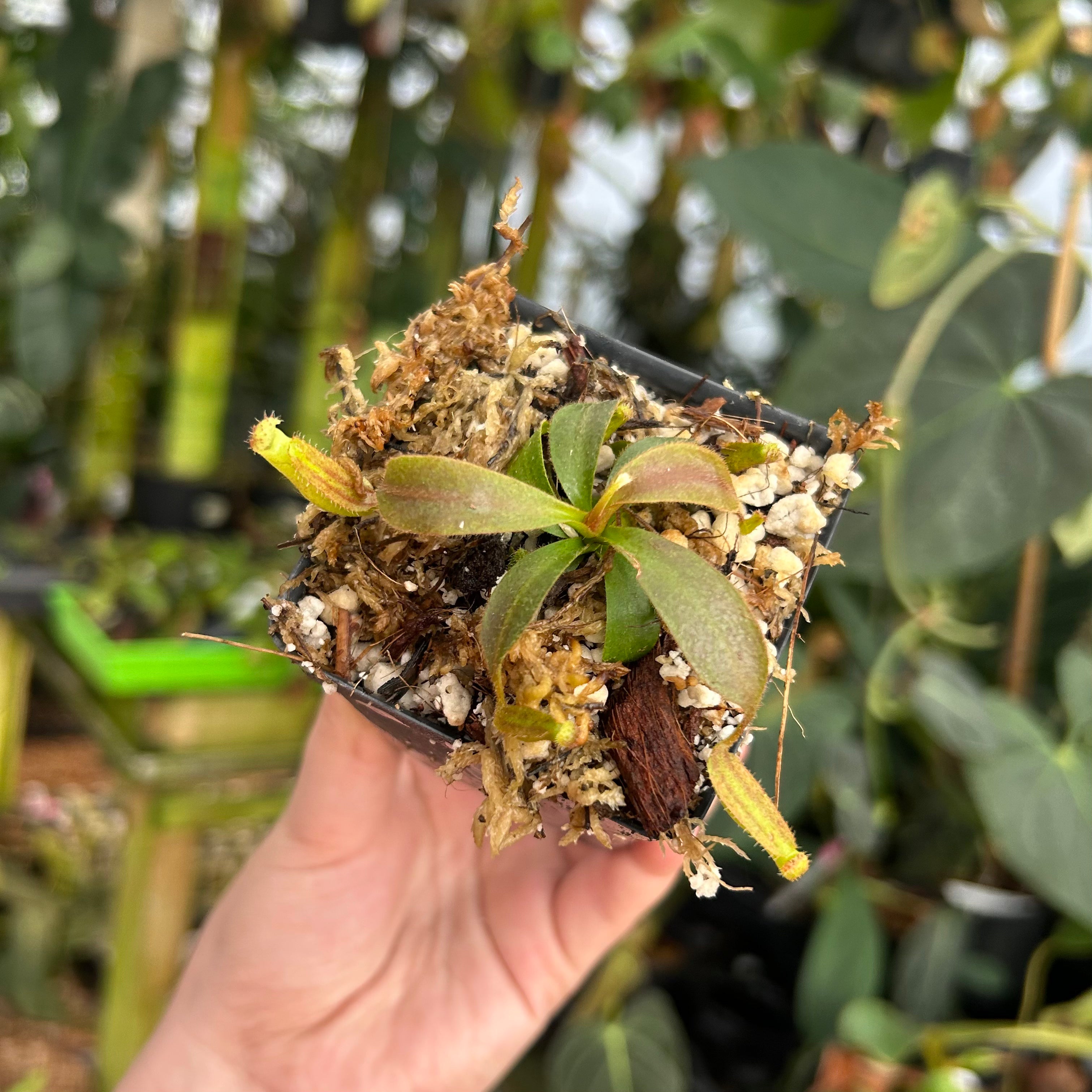 Nepenthes veitchii JB x {Song of melancholy x [(lowii x veitchii