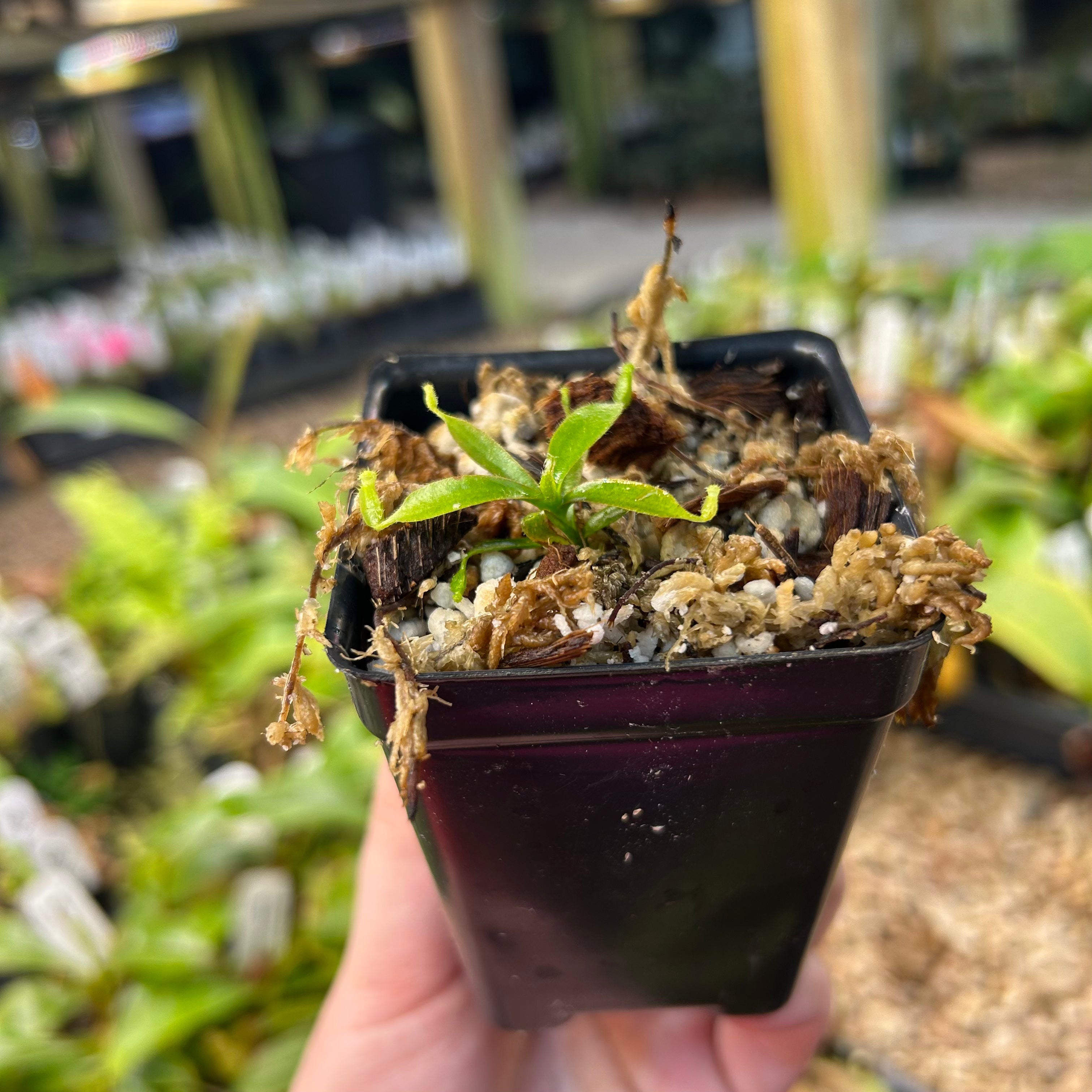 umehari　チベットペマラカの花とベネチアンシード Nepenthes (Song of melancholy x truncata) - #1 x veitchii (Murud x