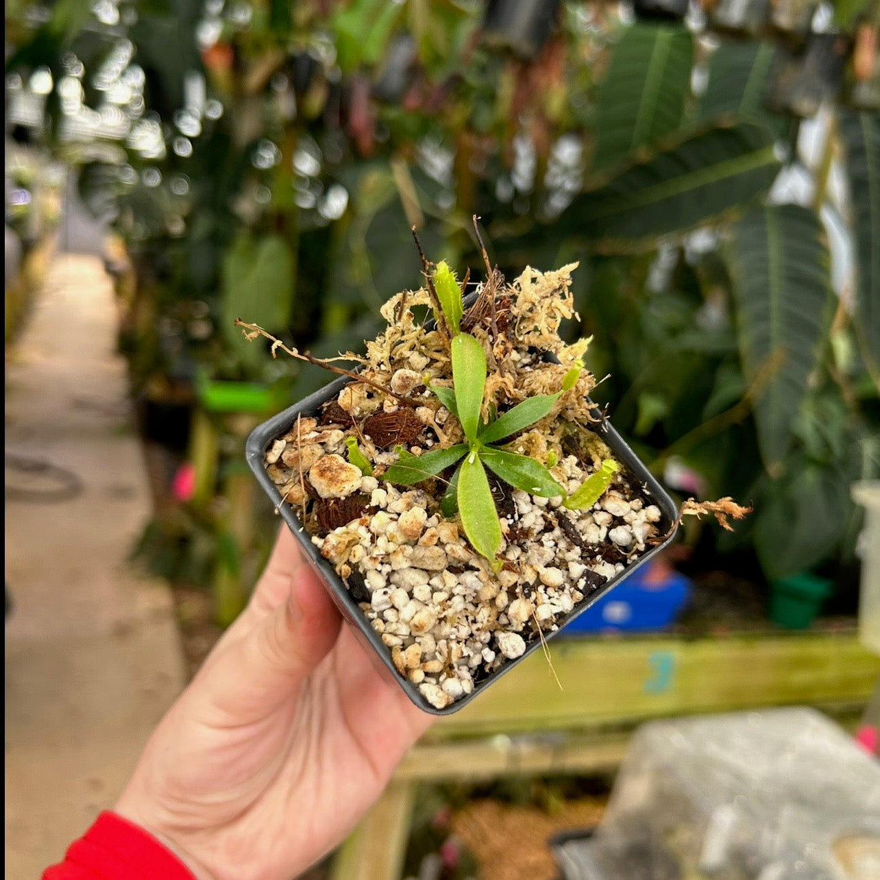 Nepenthes appendiculata x veitchii 'Pink Candy Cane' CAR-0507