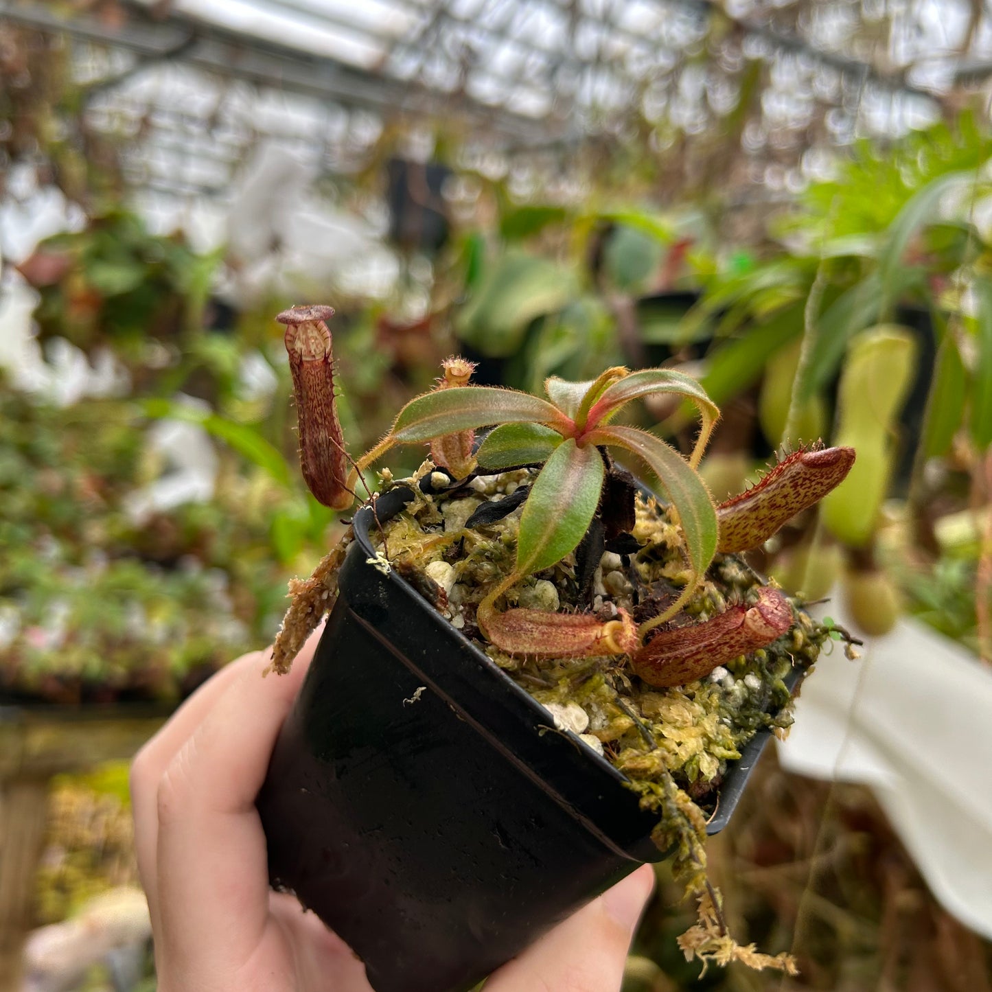 Nepenthes Song of Melancholy x mollis, CAR-0523