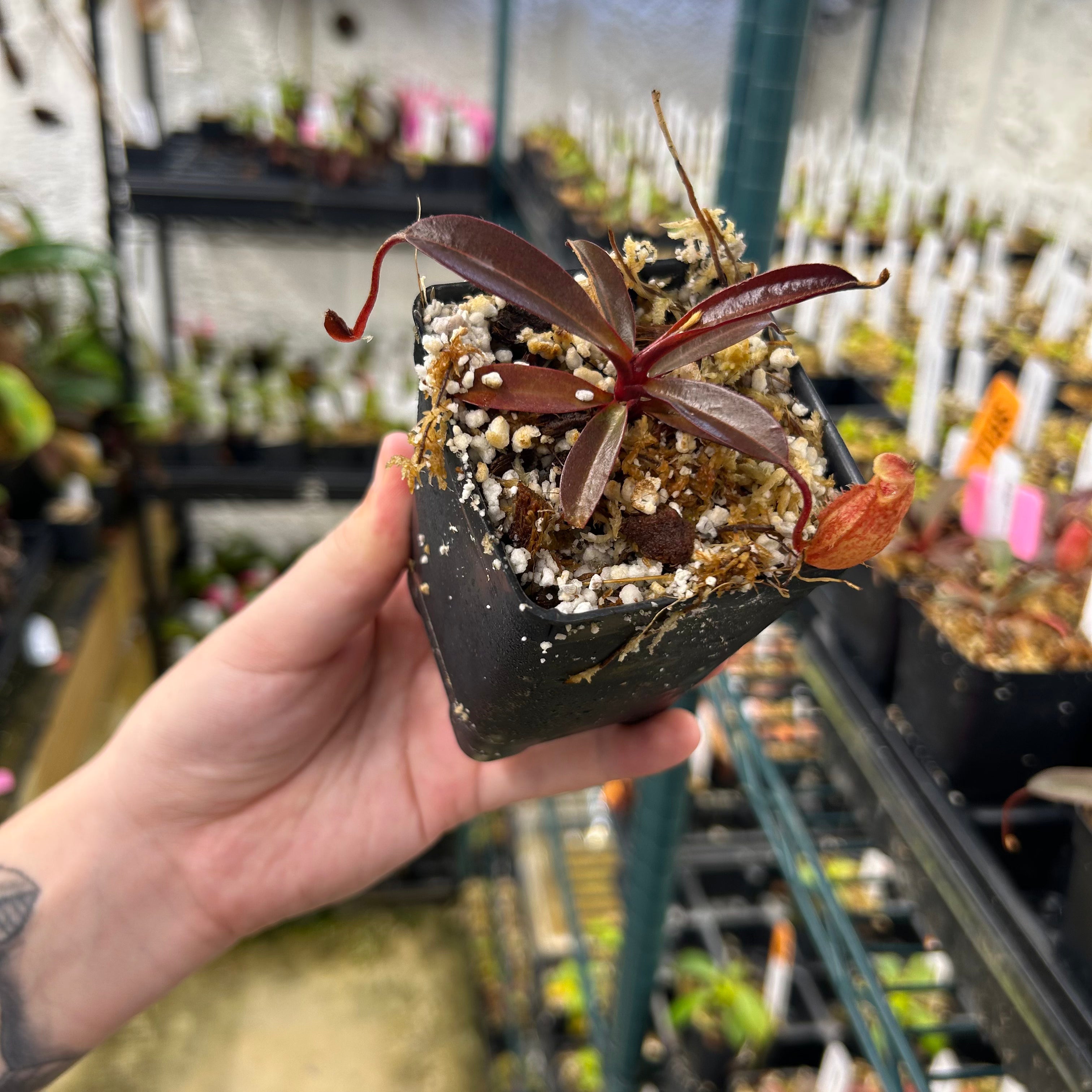Nepenthes peltata x aristolochioides, BE-4633 – Carnivero