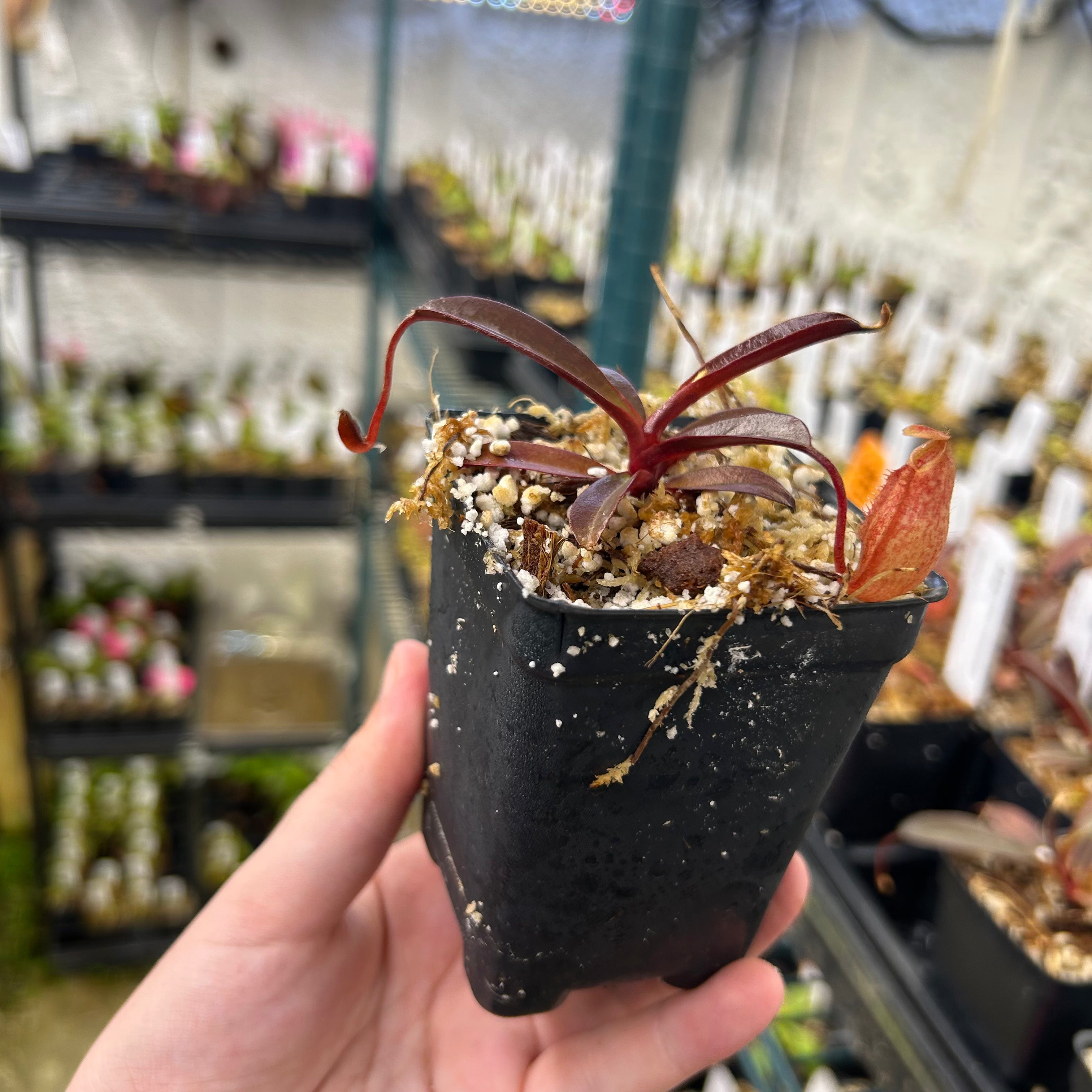 Nepenthes peltata x aristolochioides, BE-4633 – Carnivero