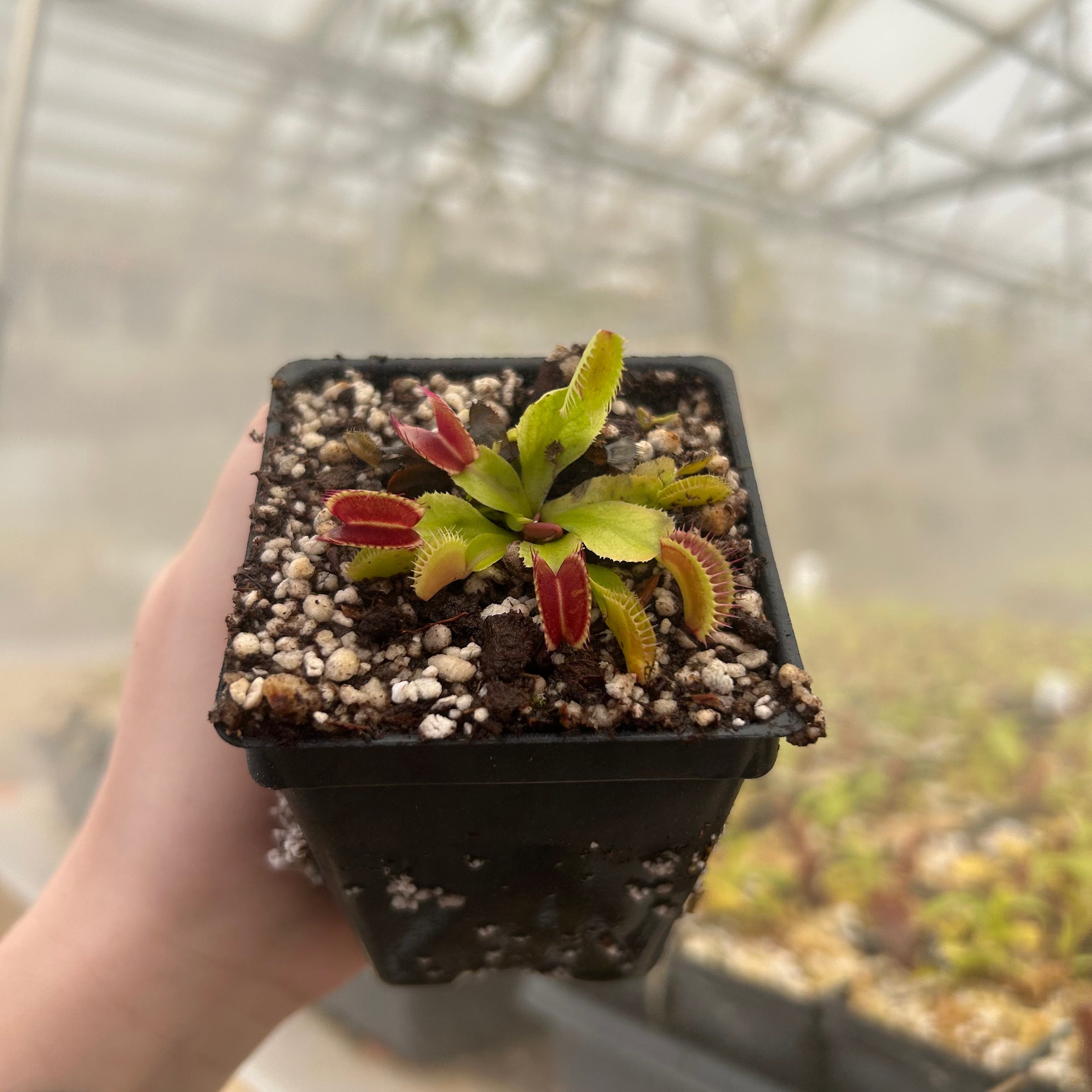 Venus Flytrap- Dionaea muscipula 'Jaws', IMP-0012 – Carnivero