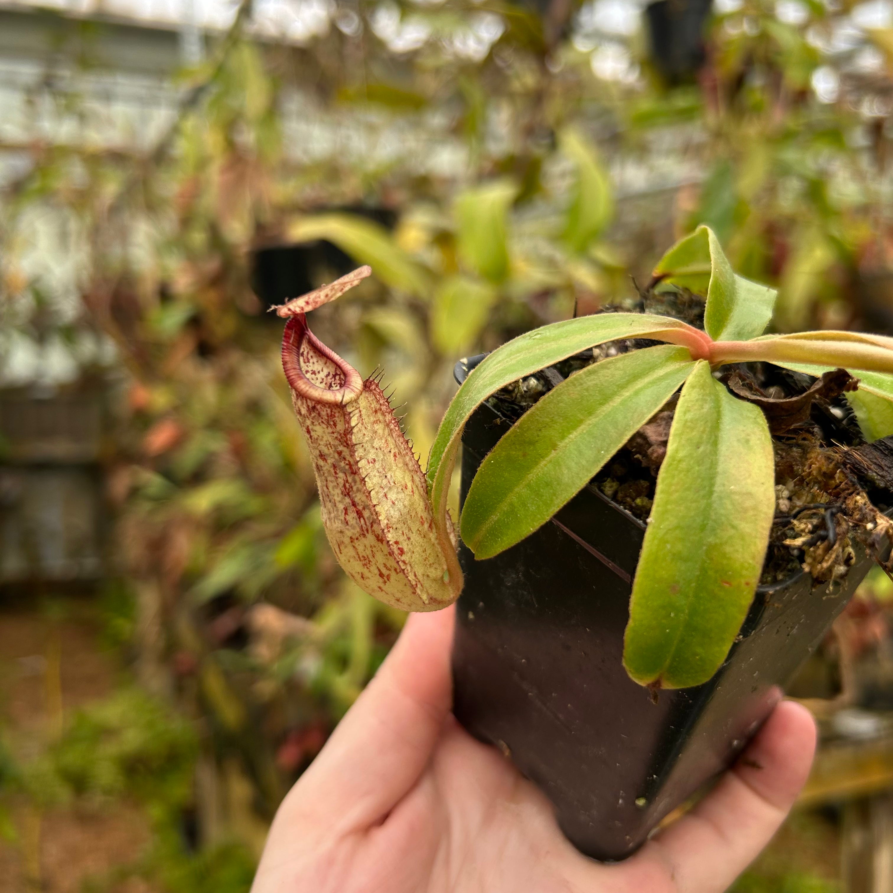 Nepenthes rafflesiana Leilani x [(Rokko x boschiana) x veitchii Nepenthes rafflesiana Leilani x [(Rokko x boschiana) x veitchii