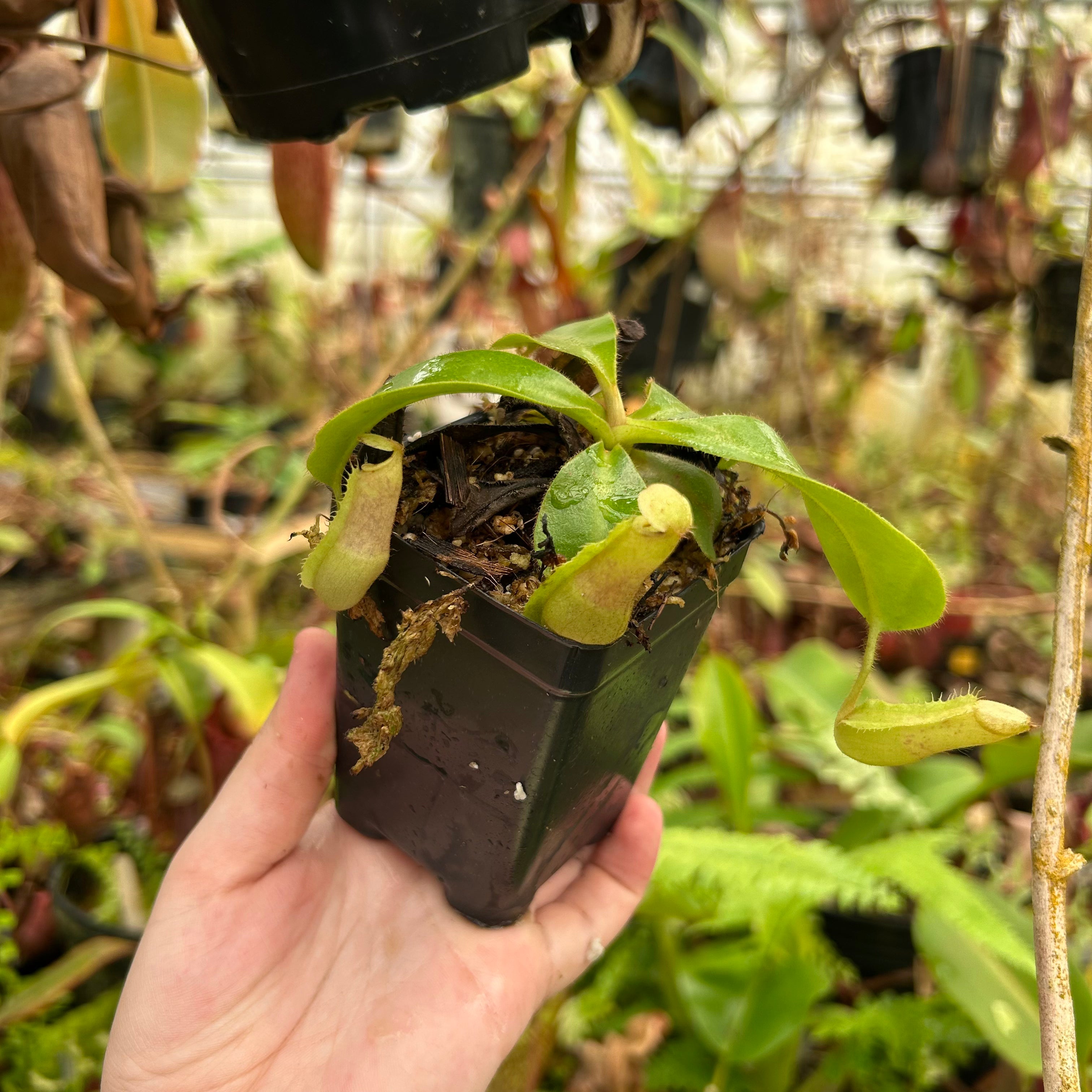 Nepenthes [(lowii x veitchii) x boschiana] x spectabilis Giant