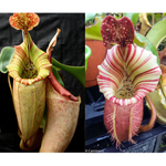 Nepenthes [(maxima x campanulata) x veitchii "The Wave"] x veitchii "Candy Dreams"-Seed Pod
