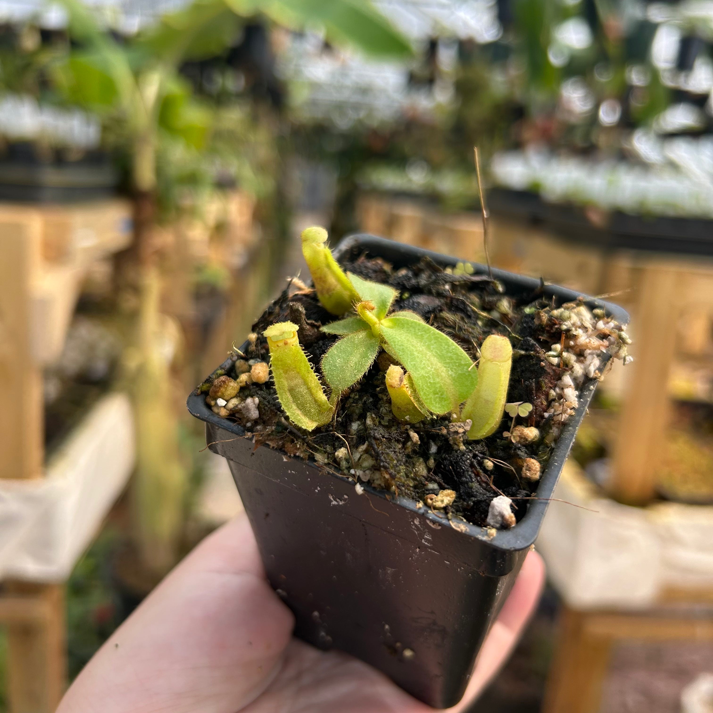 Nepenthes veitchii 'Geoff Wong' x 'Candy Dreams', CAR-0702 – Carnivero