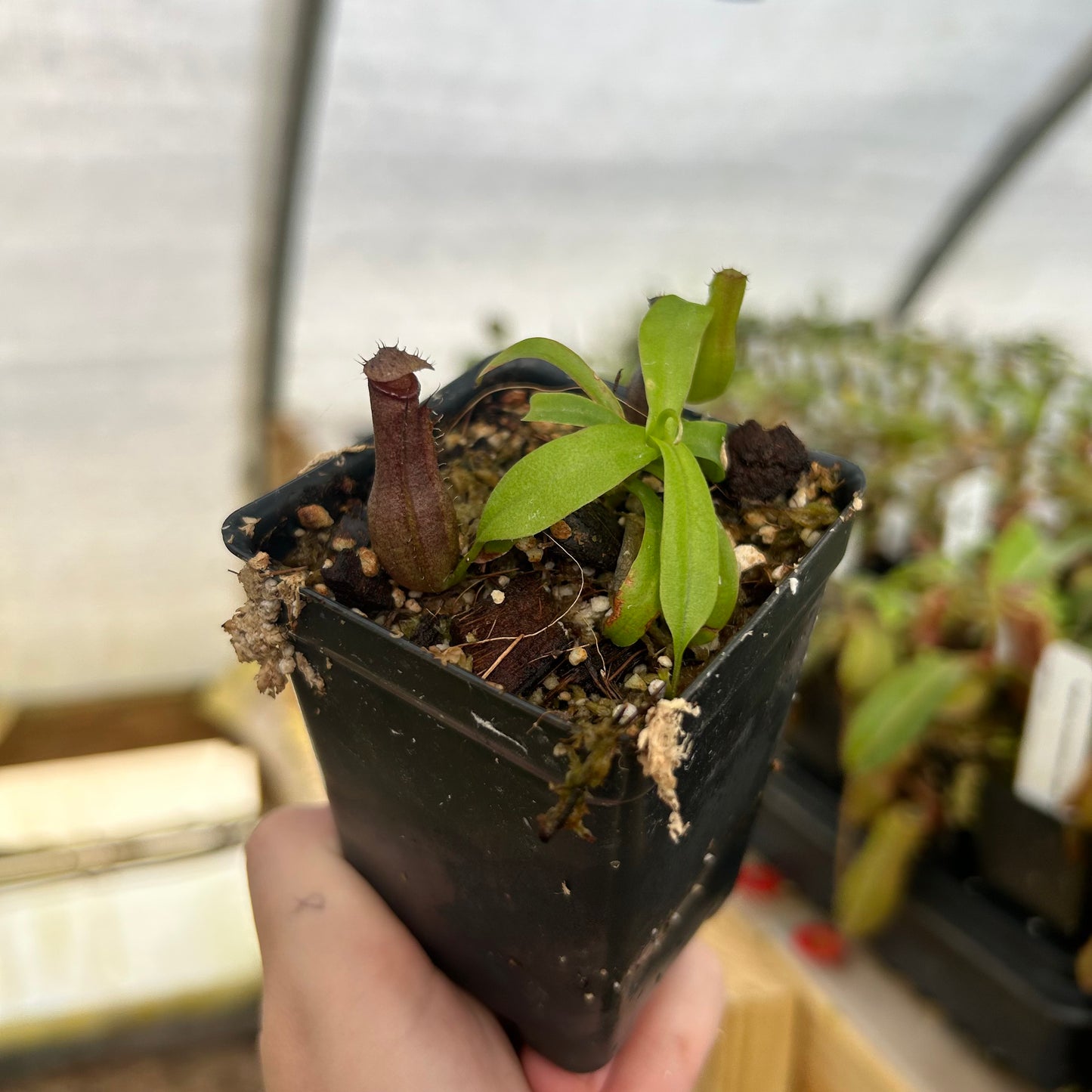 Nepenthes ventricosa BE Red  x naga, CAR-0849