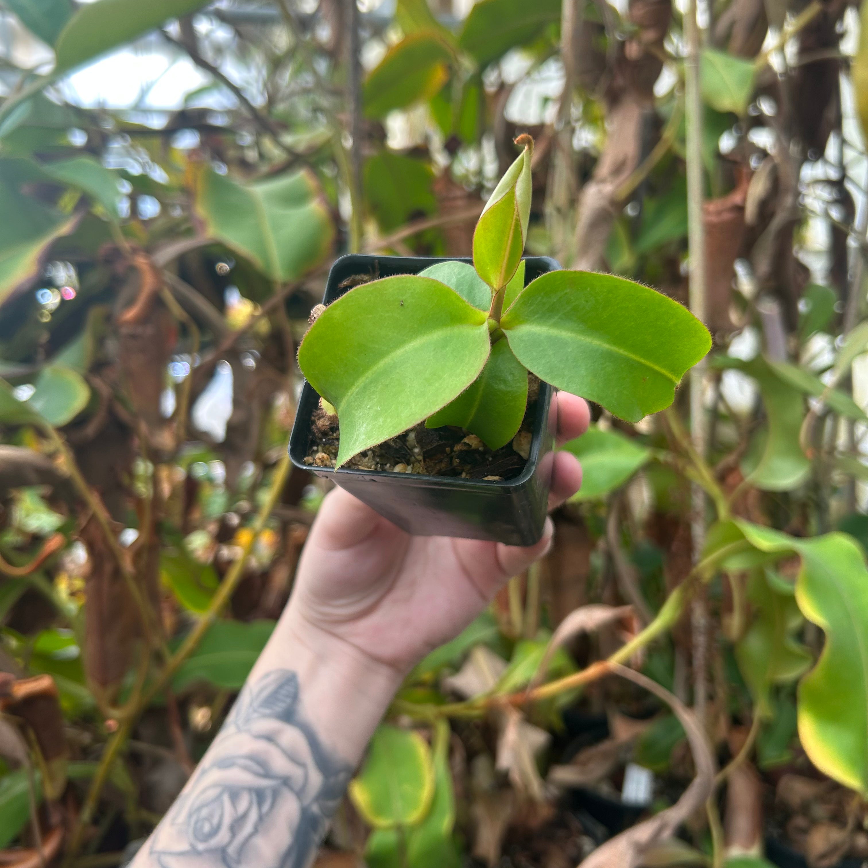 Nepenthes {(Rokko x boschiana) x {[Rokko x (zakriana x spectabilis