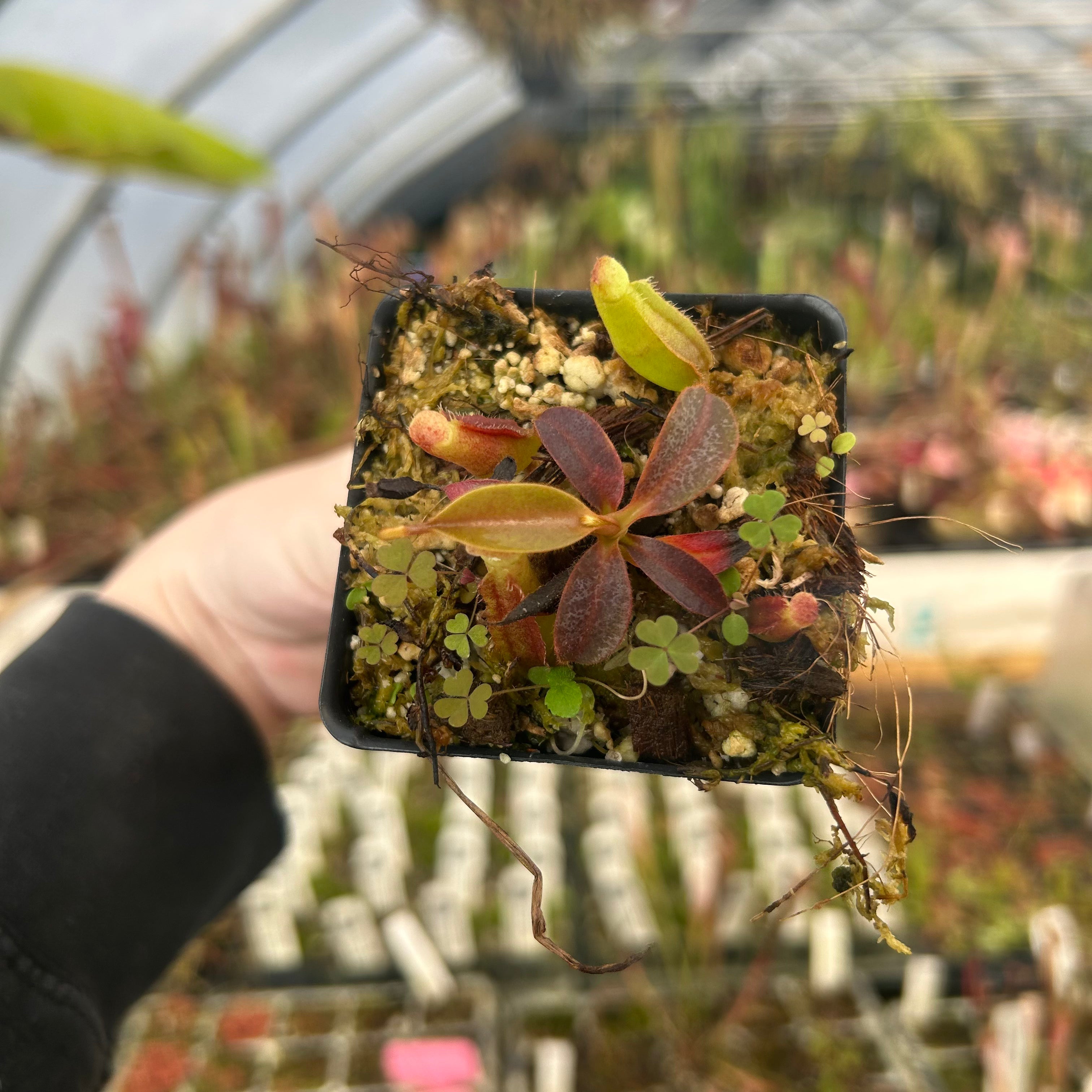 Nepenthes veitchii (Murud x Candy) 'CK Best' x Red Complex, CAR