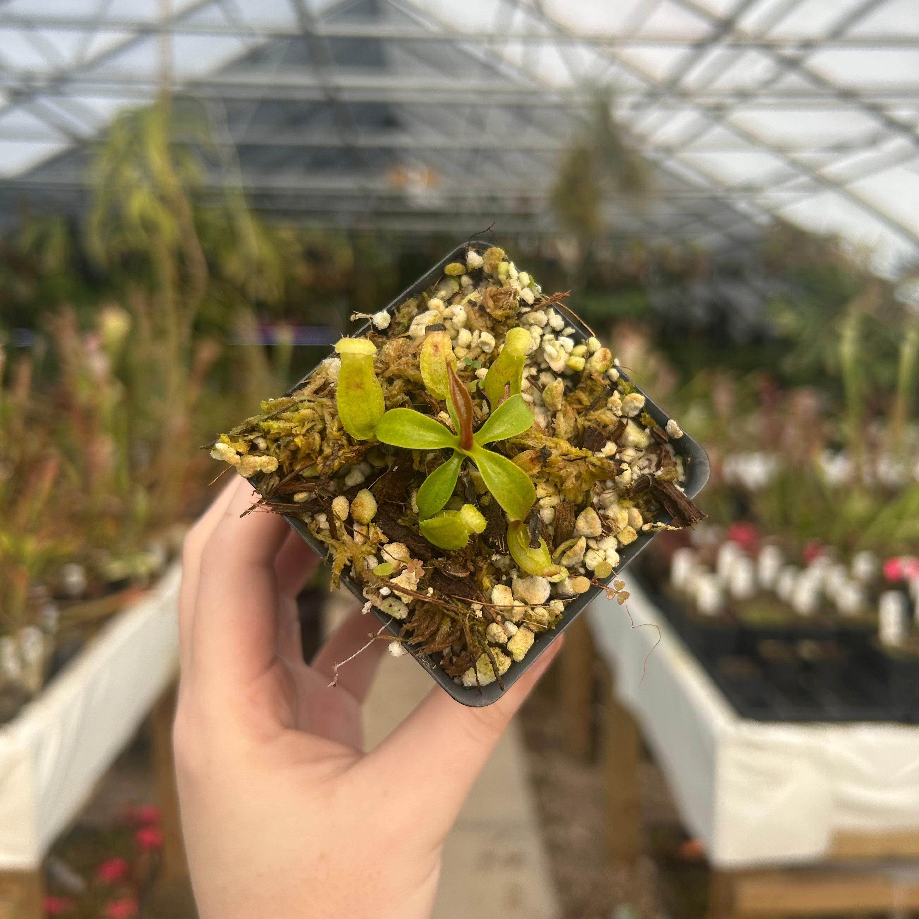 Nepenthes {truncata x [(lowii x veitchii) x campanulata]} x