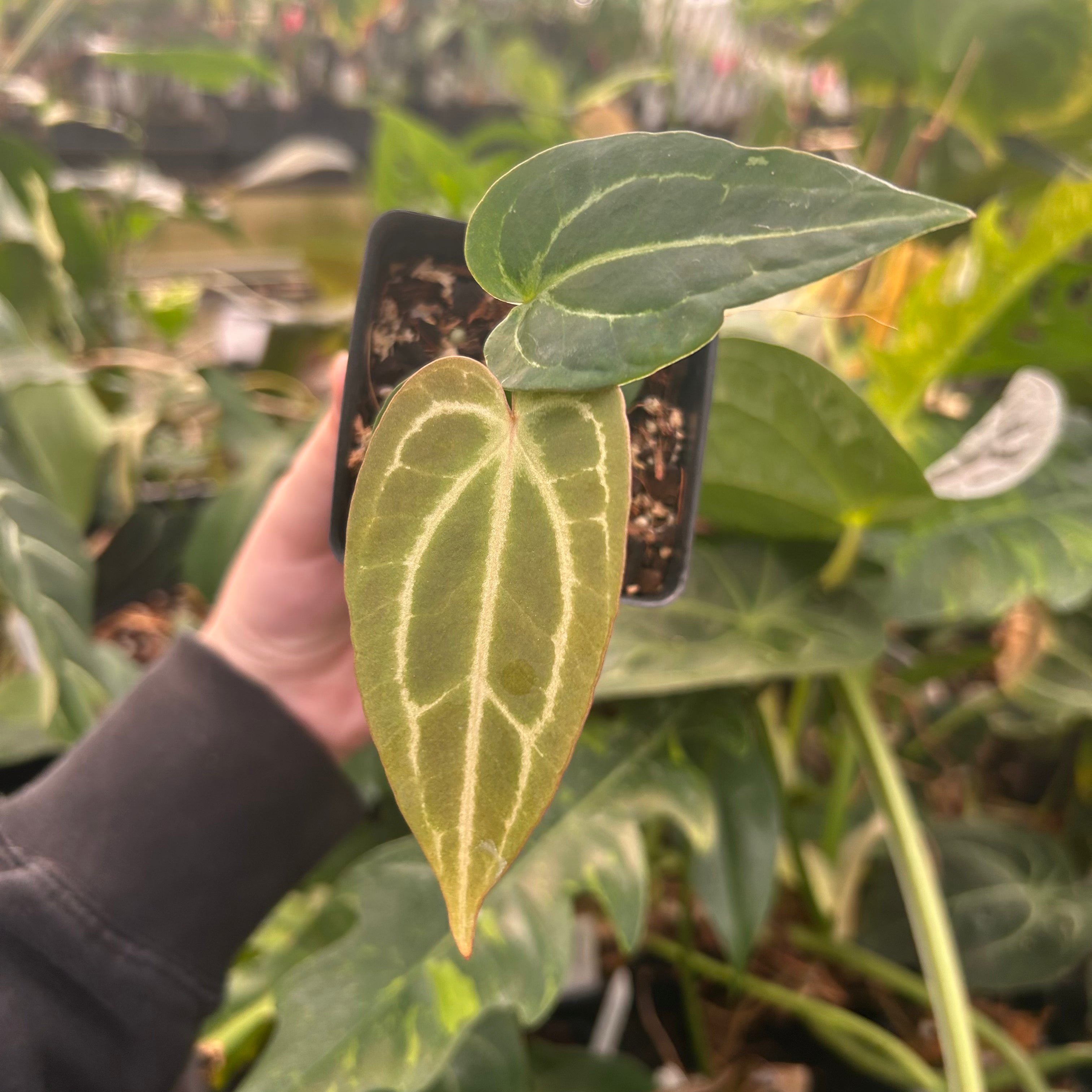 Anthurium 'Wonderboy' x 'Blue Magnificum', CAR-0506 – Carnivero