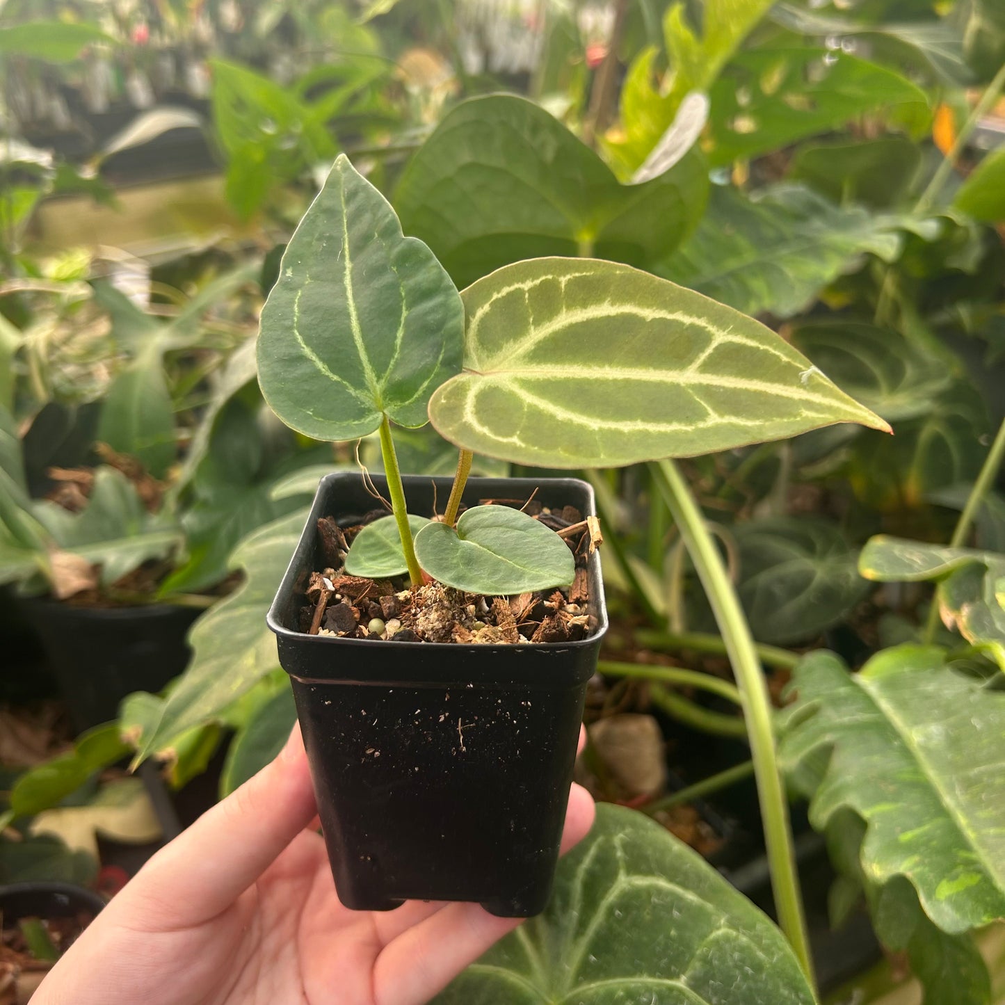 Anthurium 'Wonderboy' x 'Blue Magnificum', CAR-0506